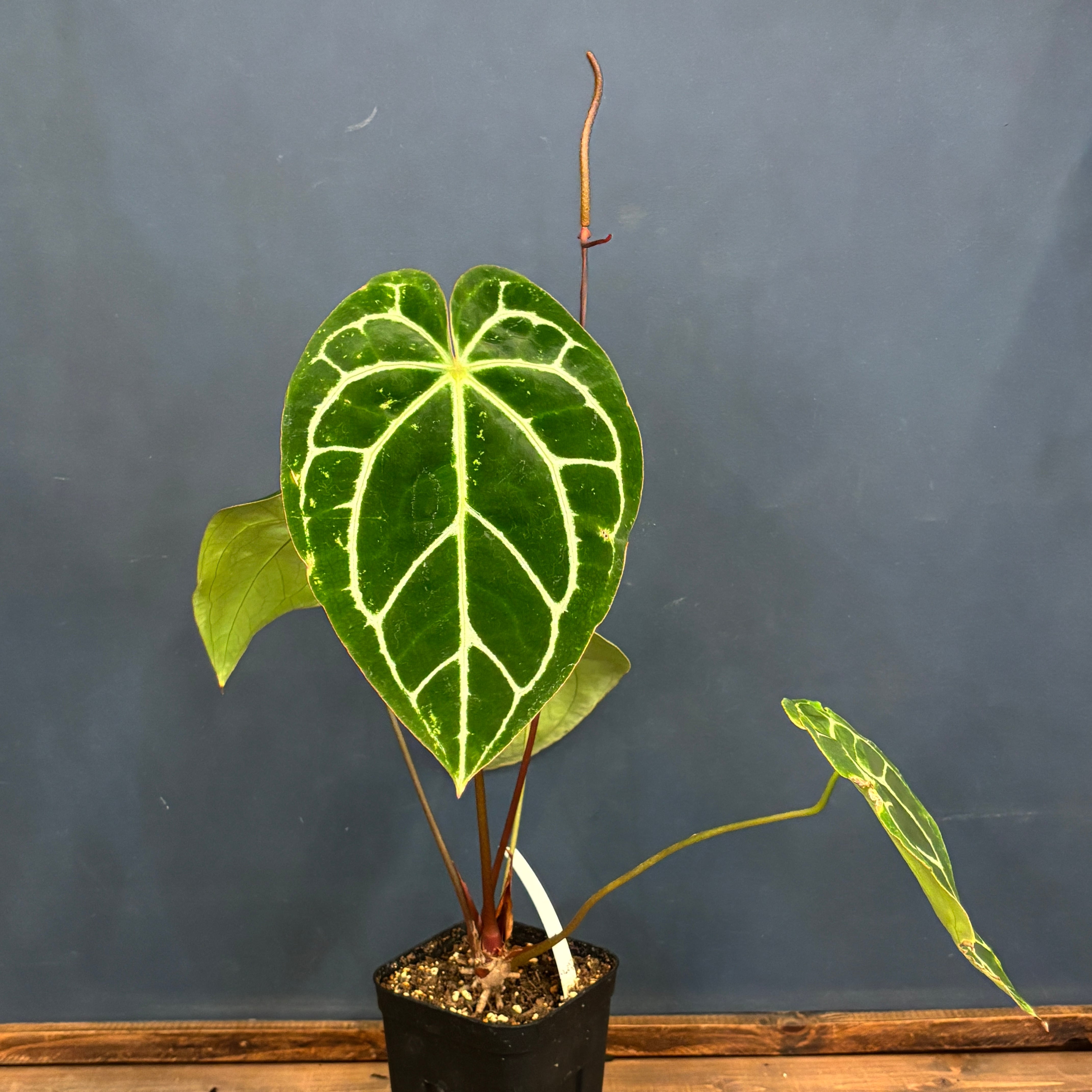 クリアランス】アンスリウム クリスタリナム ブラックフォーム【088