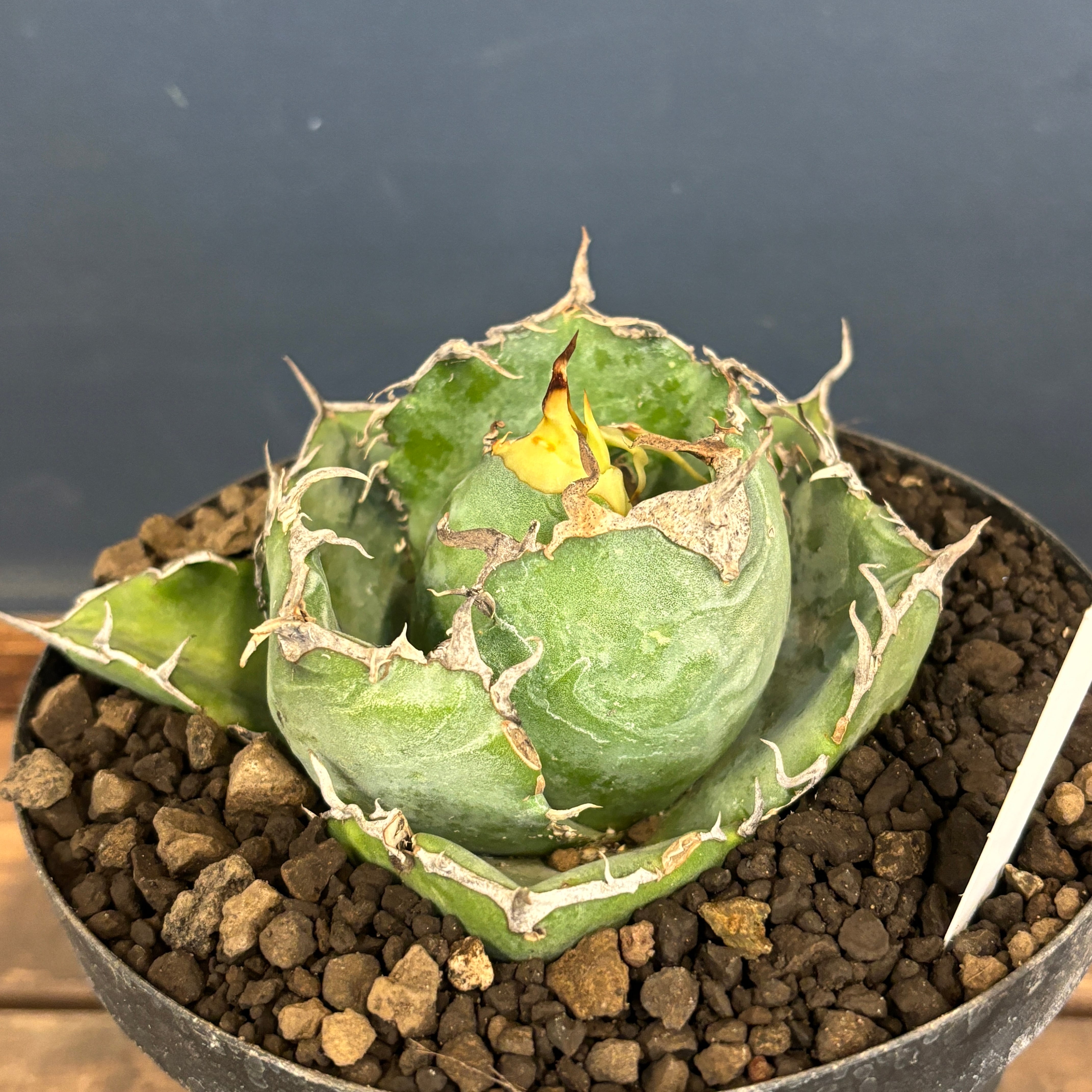 選抜株】アガベ チタノタ 白鯨【371】 | PROTOLEAF プロトリーフ