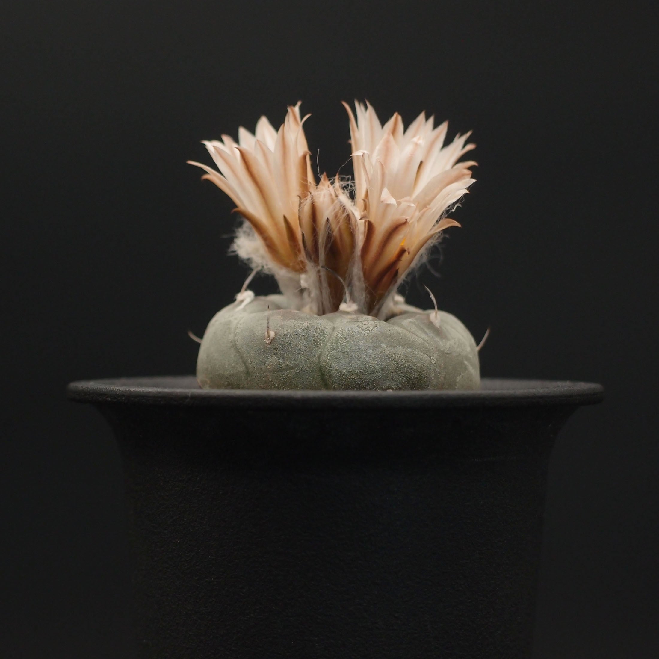 ハウエルニギー (B01)：ツルビニカルプス属 ※実生 | 万緑 BAN RYOKU