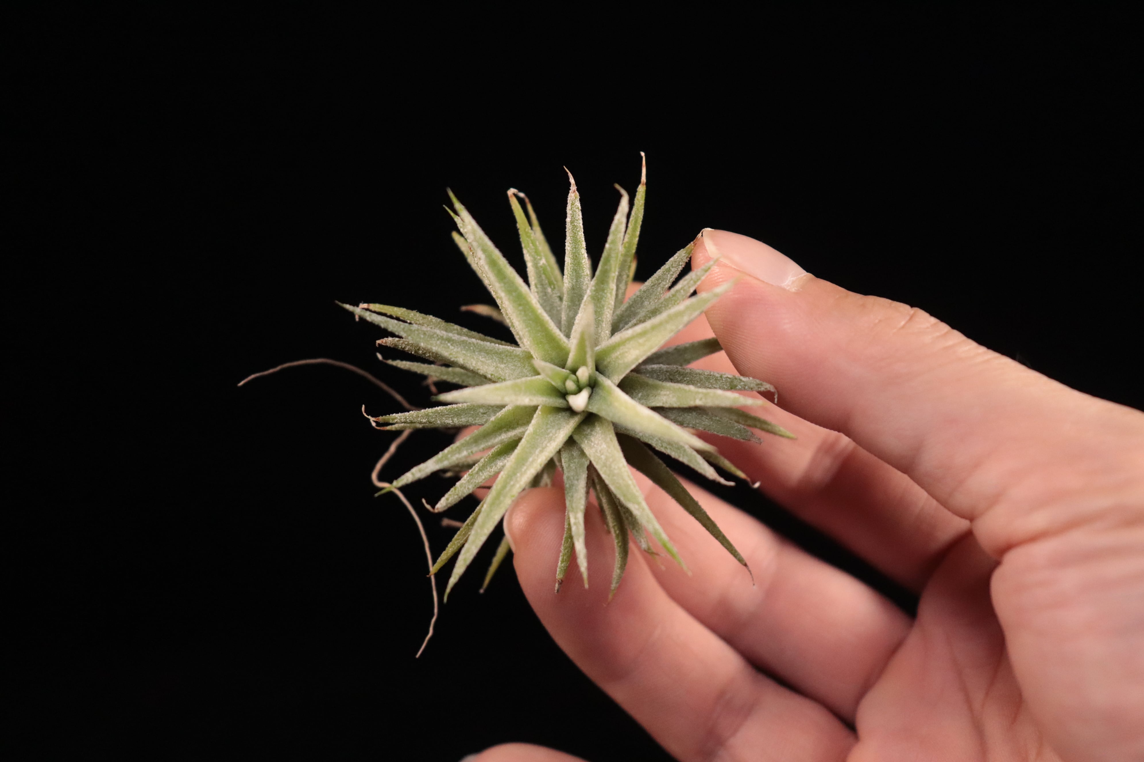 reserved】ionantha 'Monstrose' x ionantha var. vanhyningii 'Jumbo