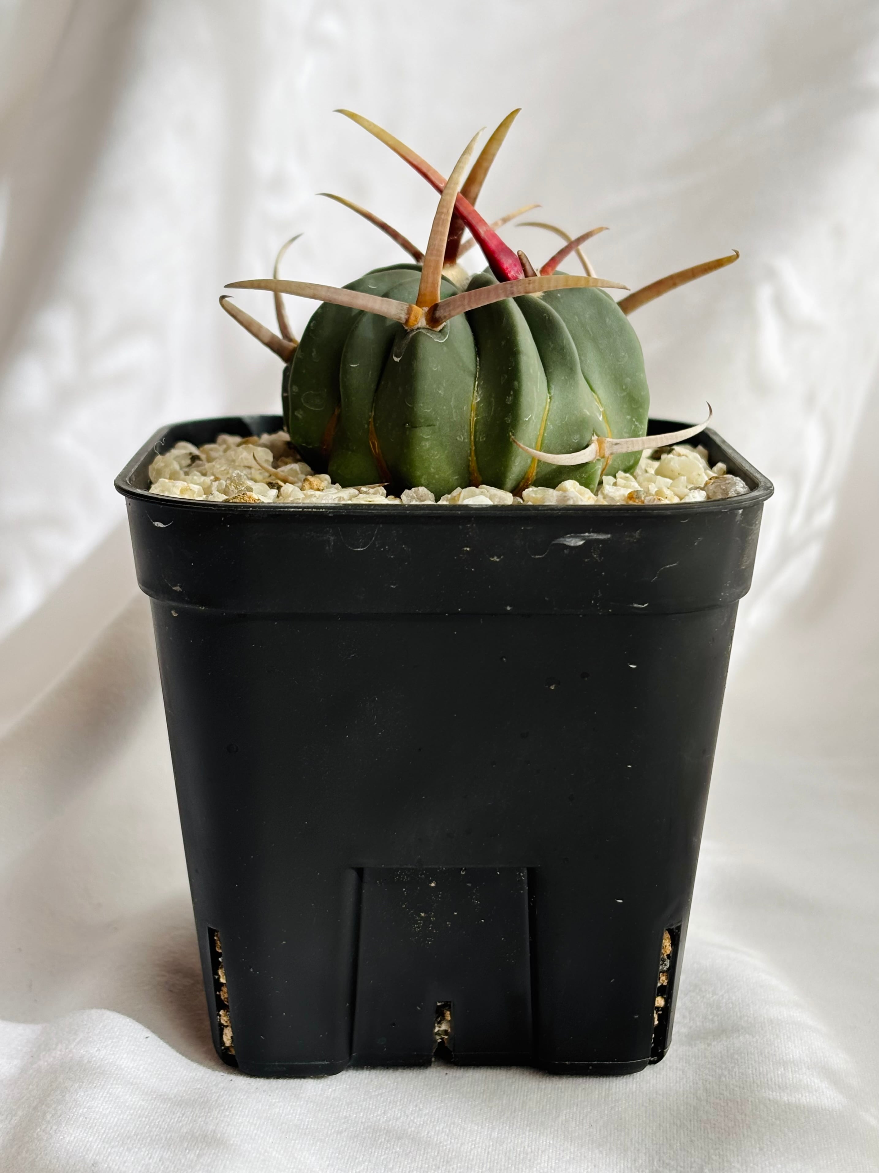 エキノフォスロカクタス　強刺竜剣丸　竜剣丸　サボテン　古木　伝市鉢　作家鉢 エキノフォスロカクタス 強刺竜剣丸 | 叢 – くさむら – Qusamura