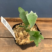 ビカクシダ ウィリンキー 'spur' TC (P.willinckii 'spur' TC)【33】