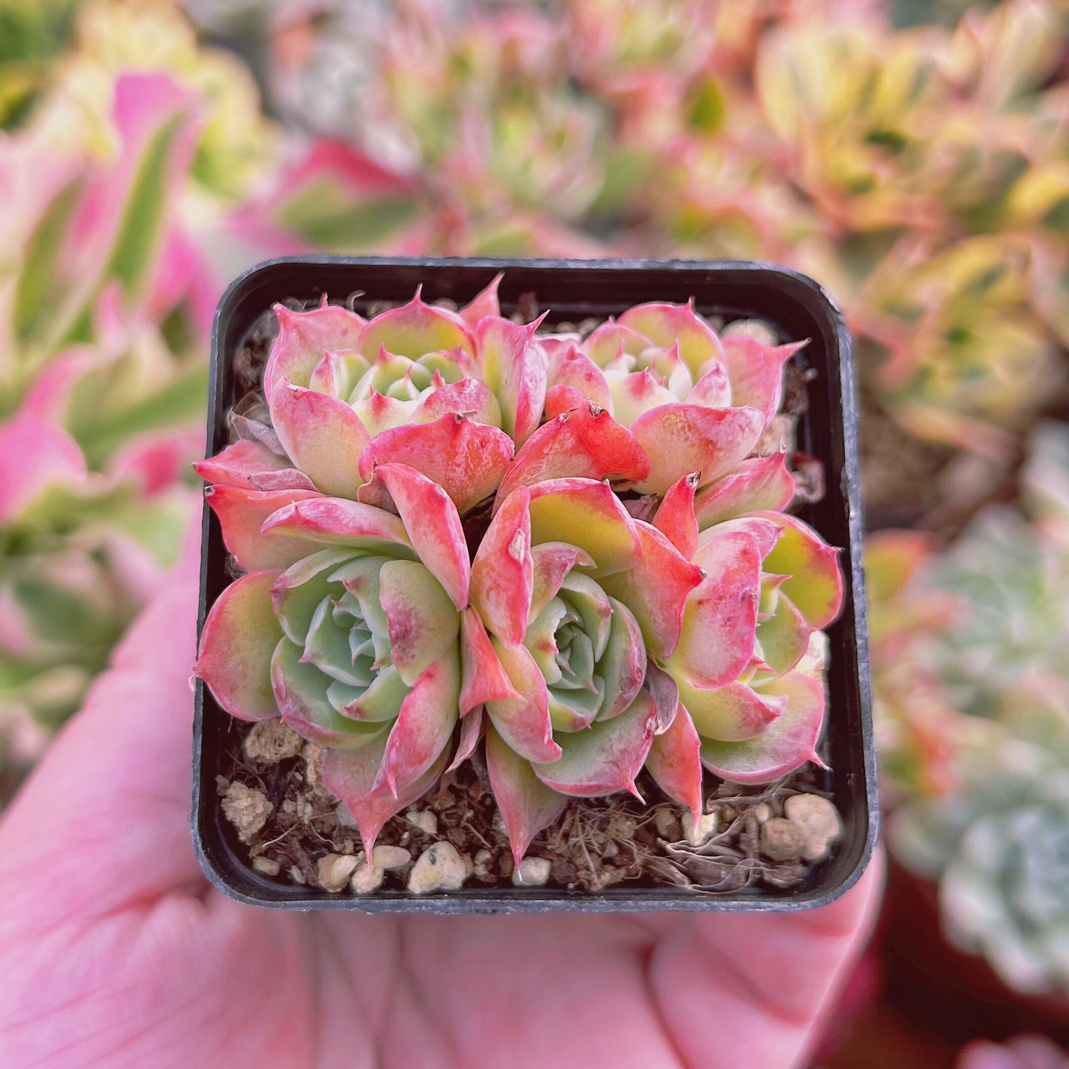 現物　多肉植物　Echeveria  オーシャンハート　抜き苗