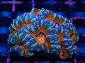 CareFragBreed Lordhowensis Ultra 5