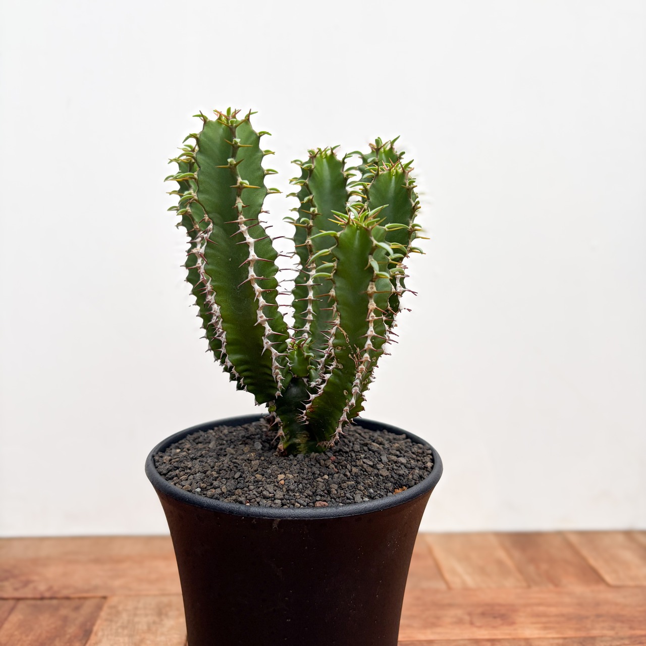 Euphorbia mlanjeana【ユーフォルビア・ムランジーナ】