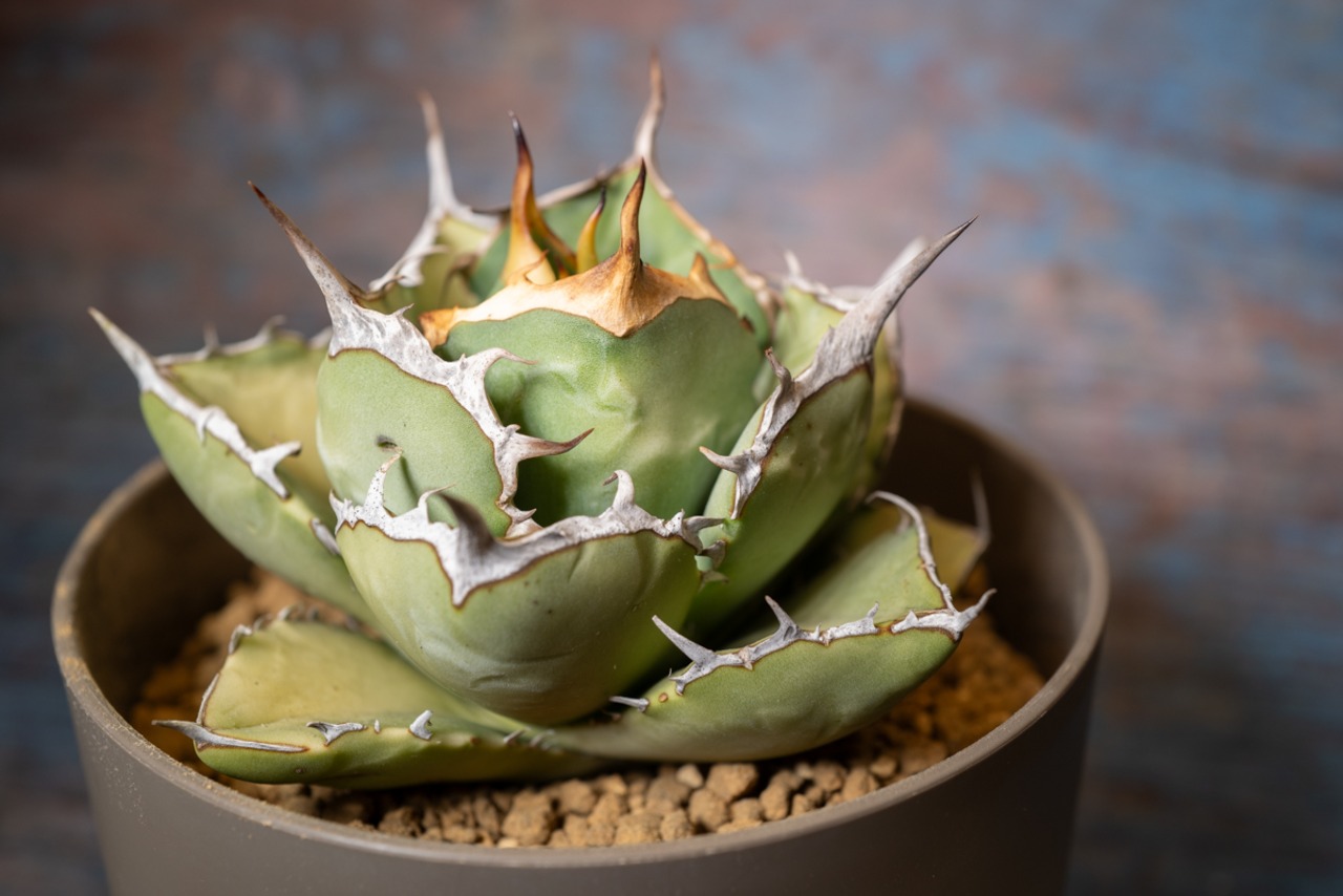 アガベ チタノタ ノーネーム⑧ 画像10