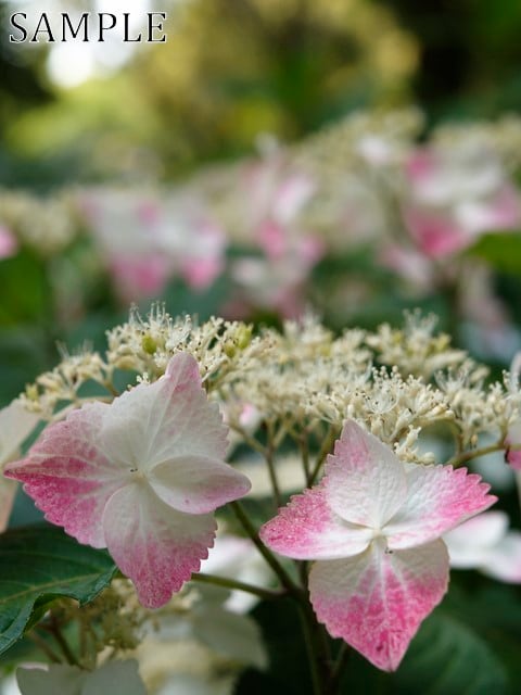 アジサイ　彩々　TIFF (3)