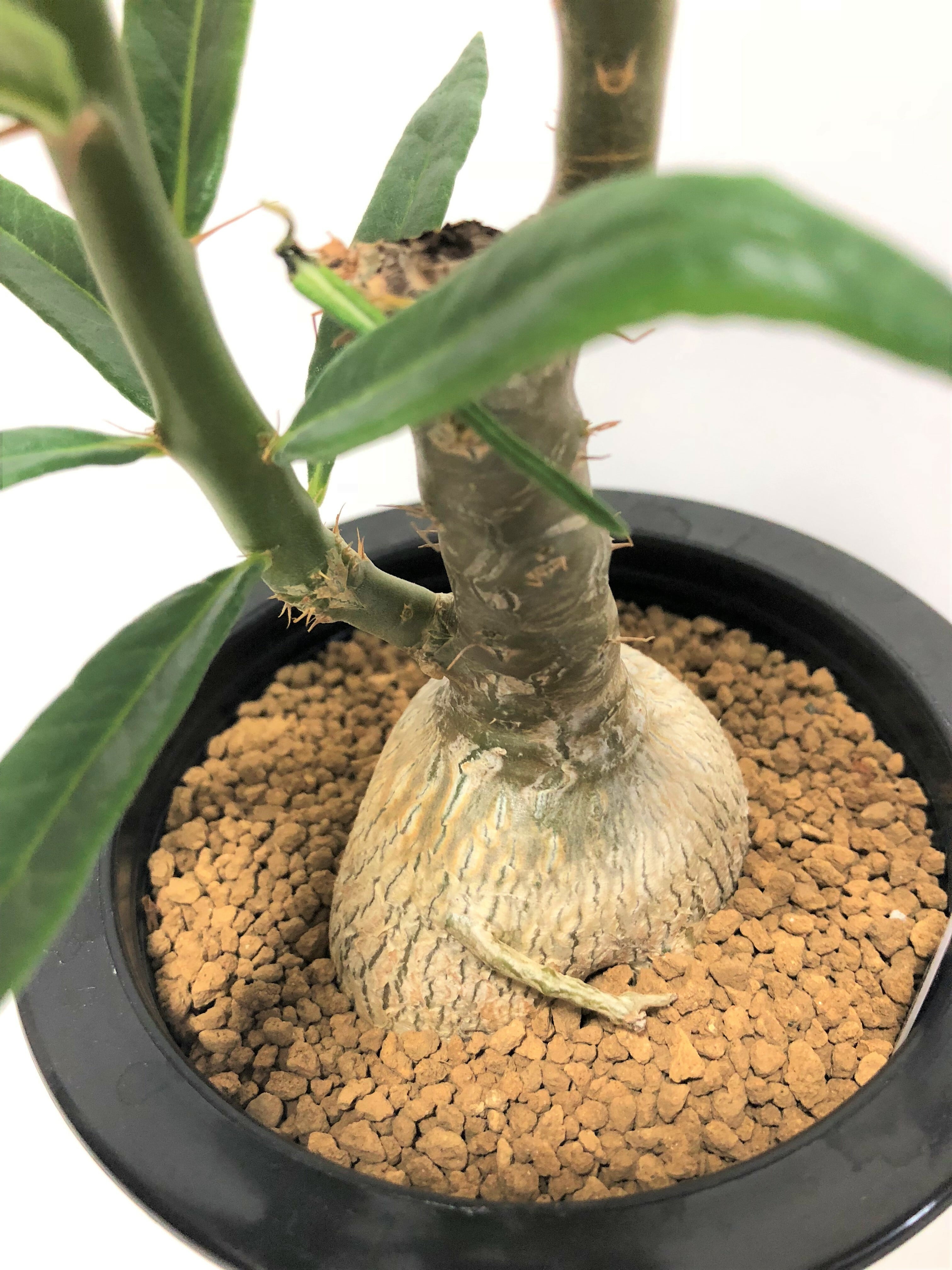 Pachypodium succulentum パキポディウム サキュレンタム 天馬空 塊根