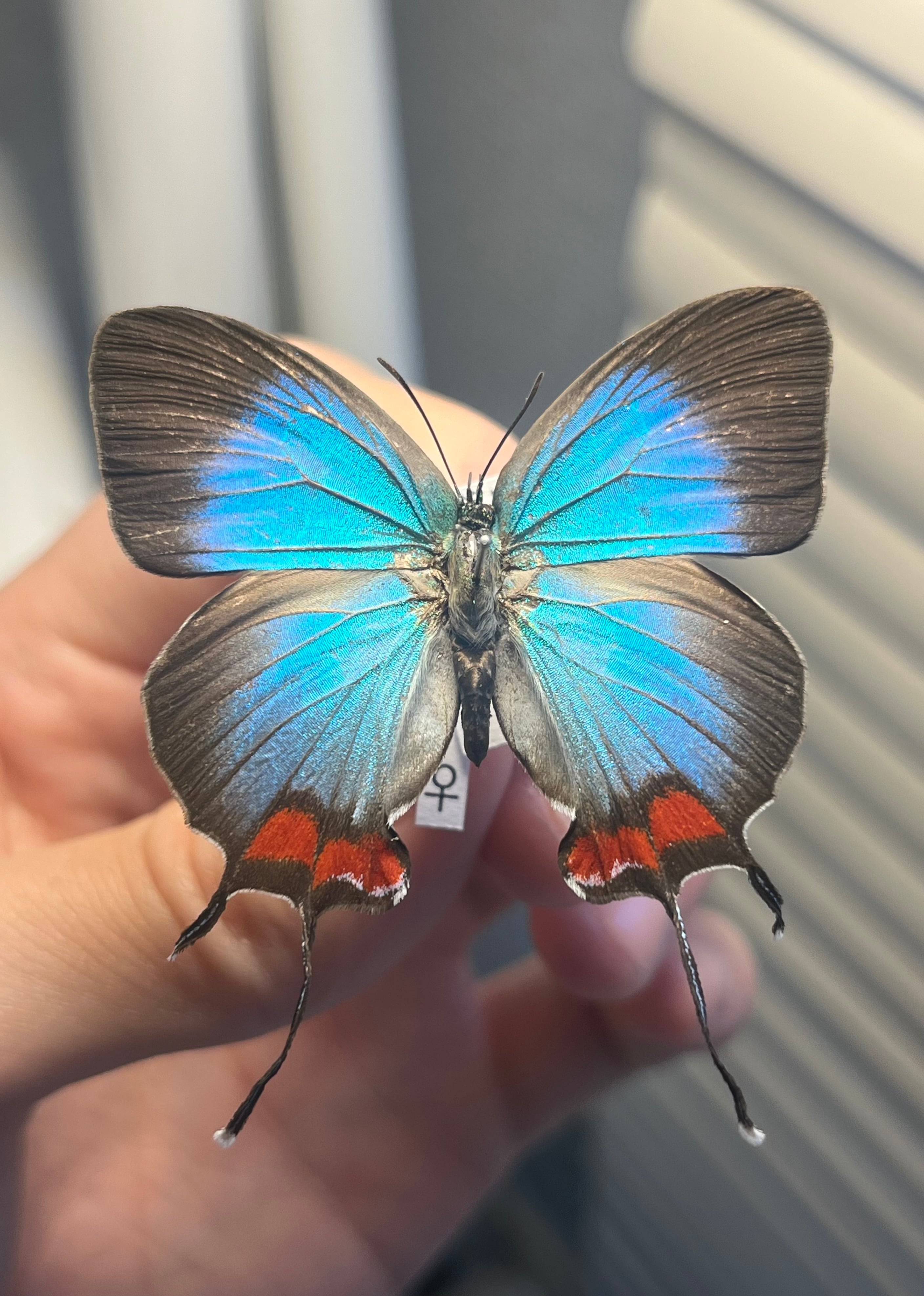 オモニキチュウ