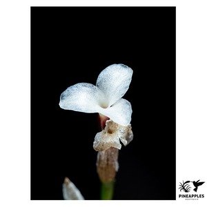 Tillandsia capillaris (Compact Form) White Flower