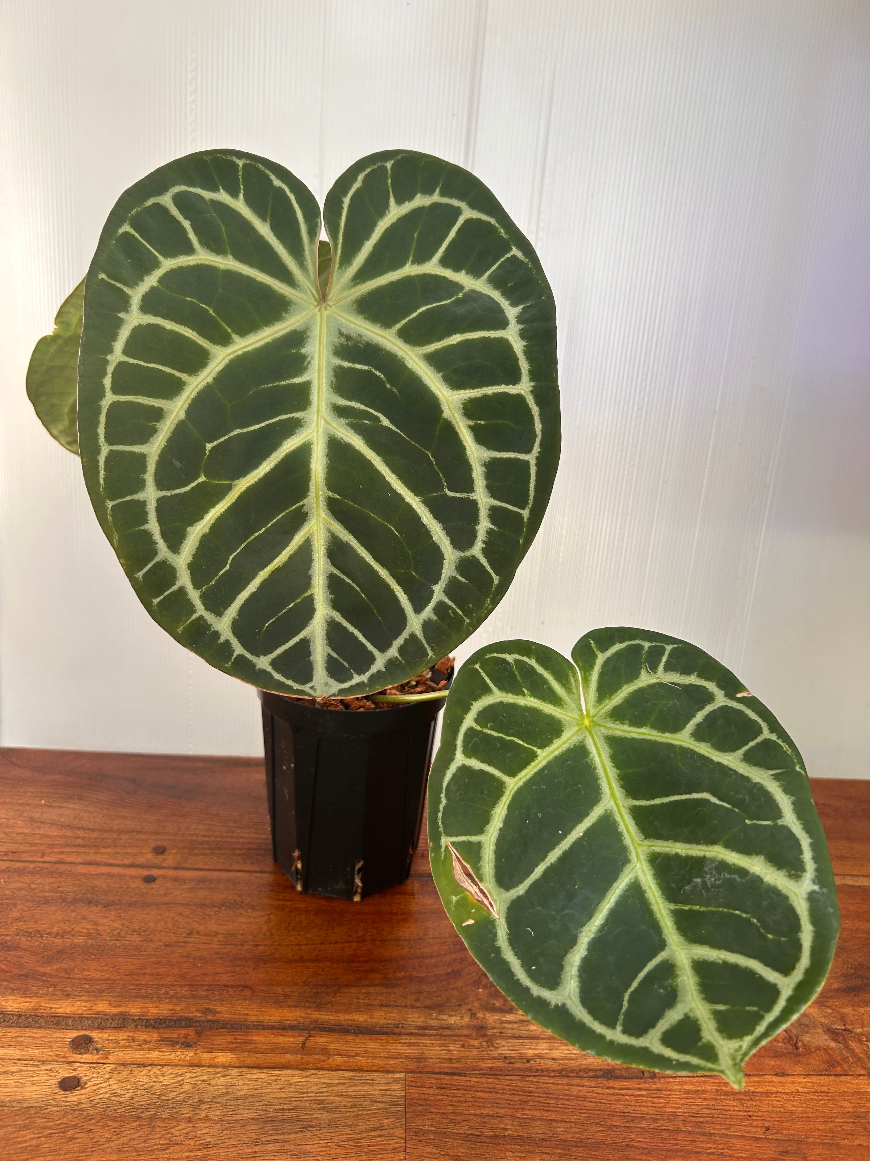 Anthurium | BALI-AN 園芸