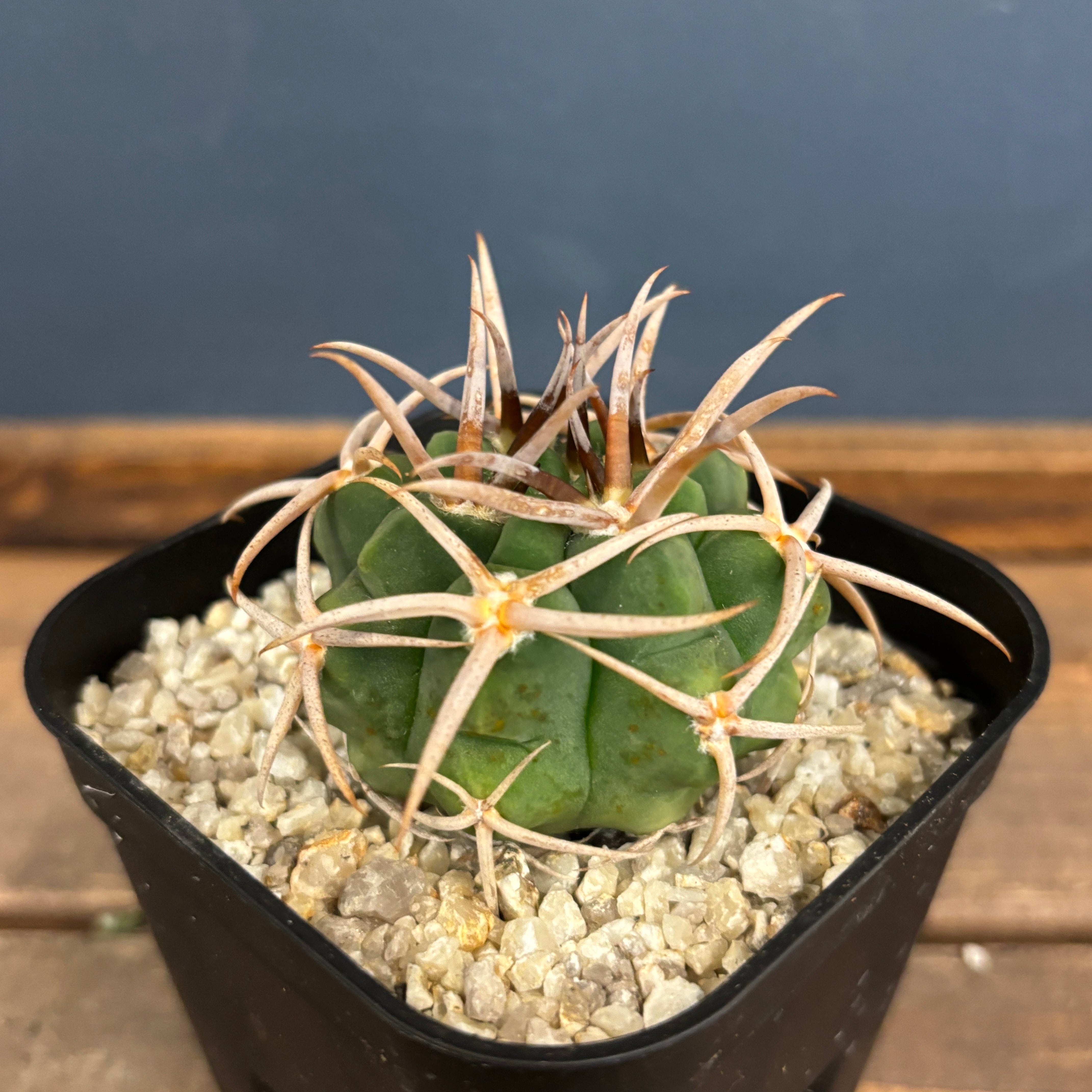 サボテン ギムノカリキュウム フェロシオール【276】 | PROTOLEAF