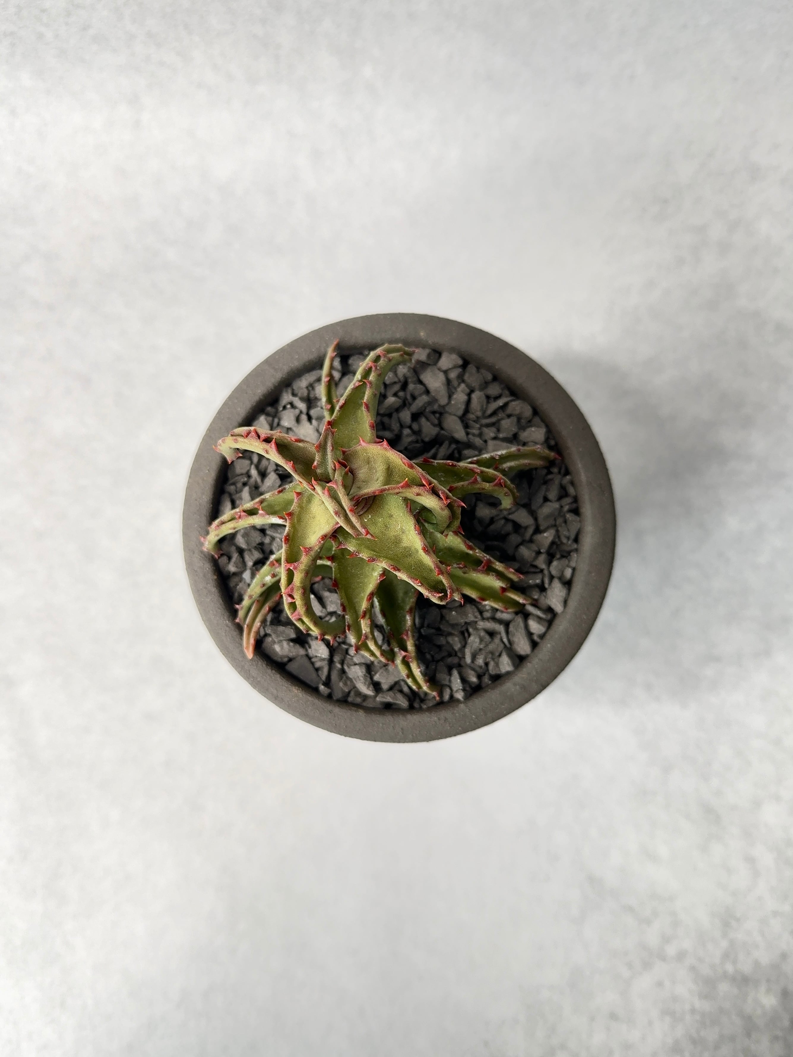 アロエ・カスティロニアエ | trigger