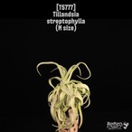 Tillandsia streptophylla M〔ティランジア〕T5777