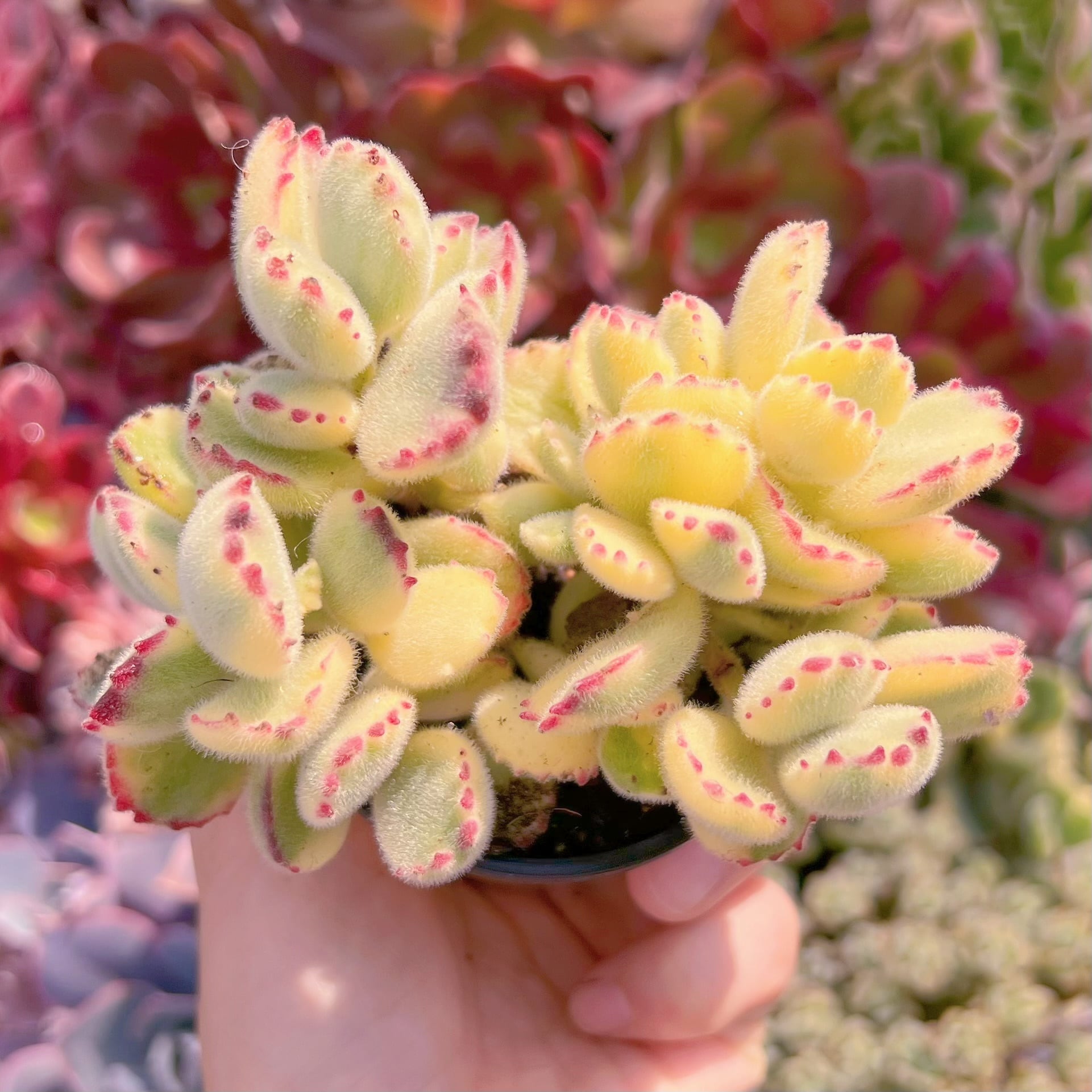 現品　白熊#553　るる農園