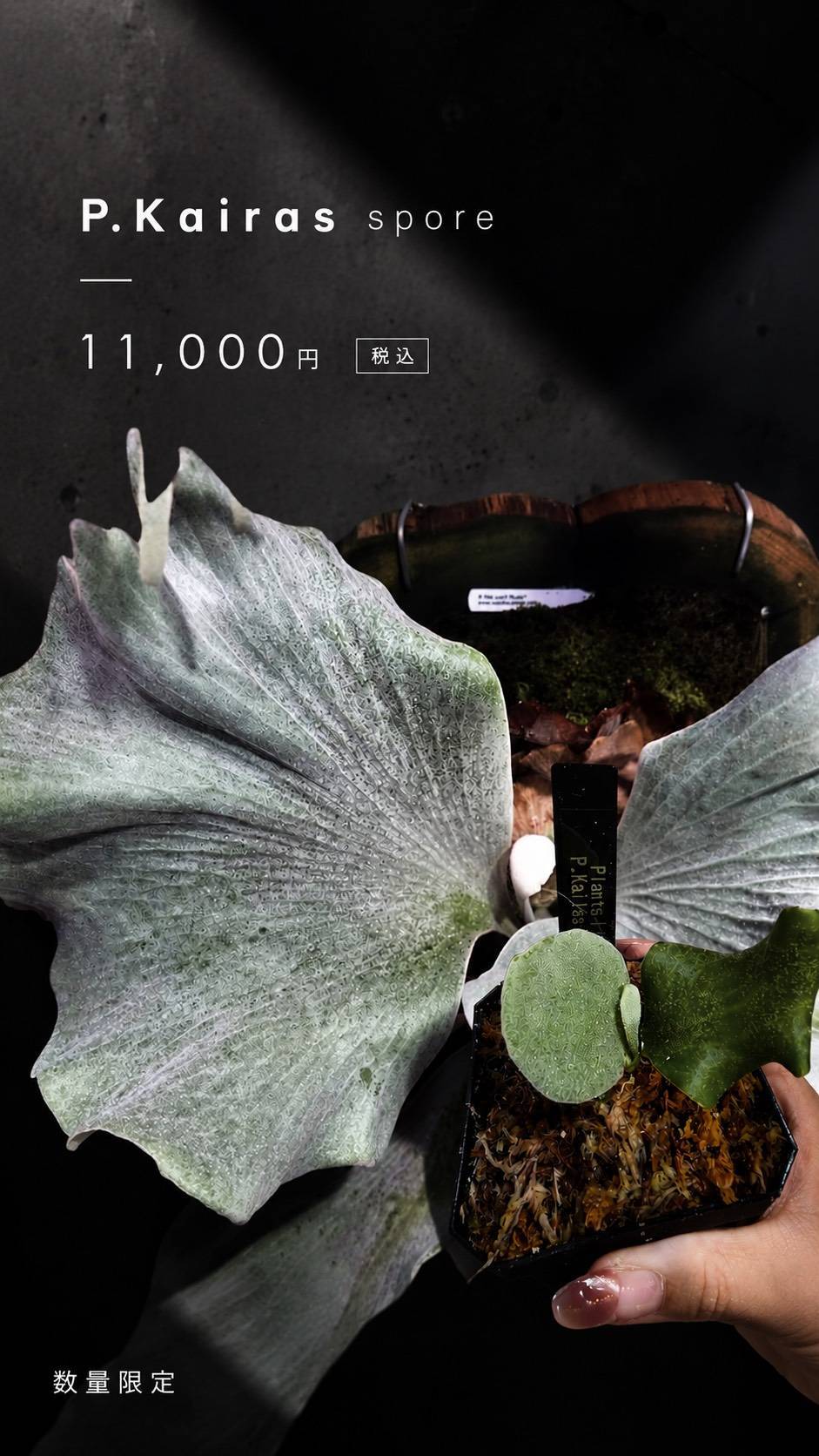 ALL ITEM | Plants.Links