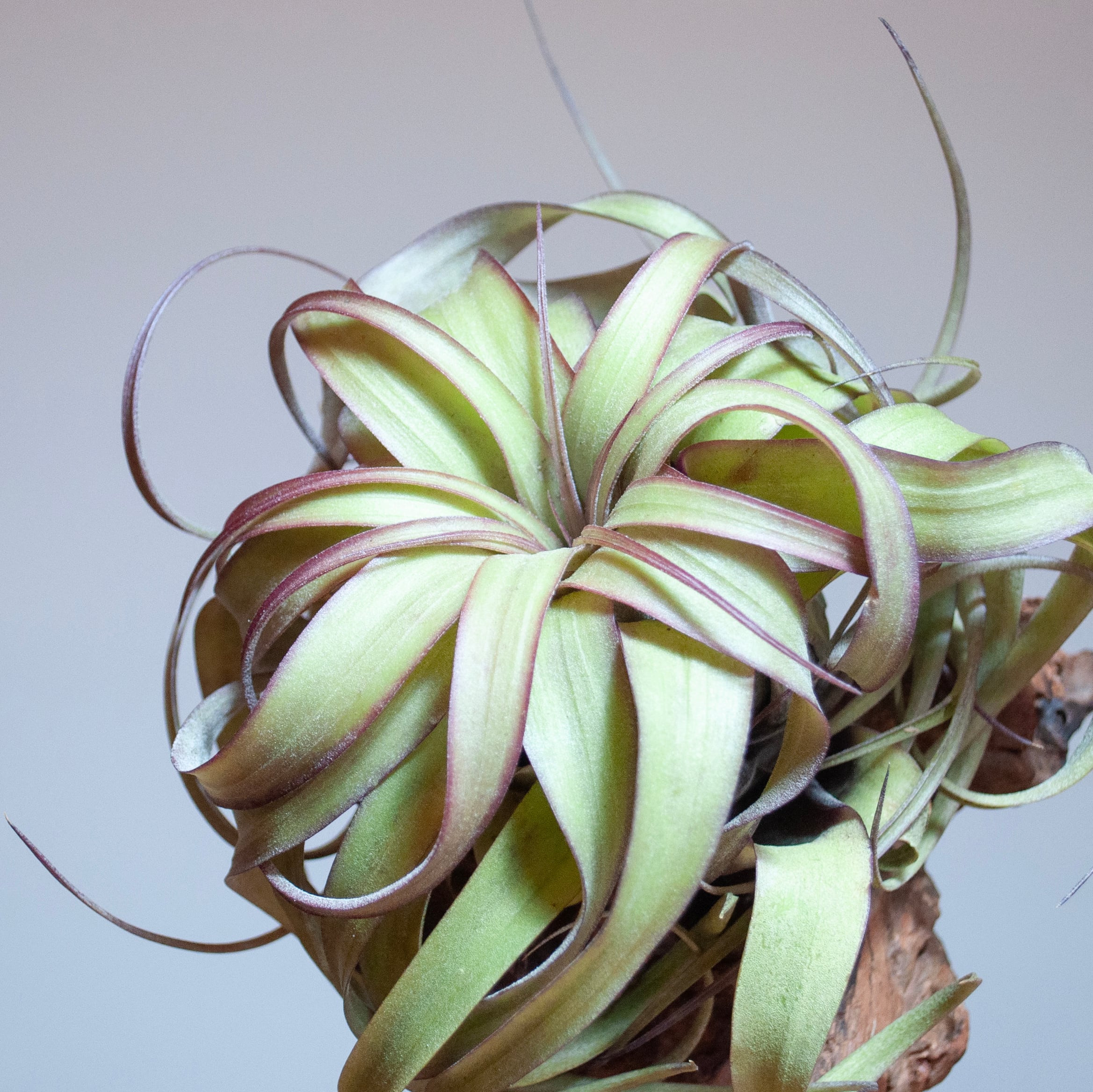 ティランジア エリックノブロック（Tillandsia 'Eric Knobloch'）（T