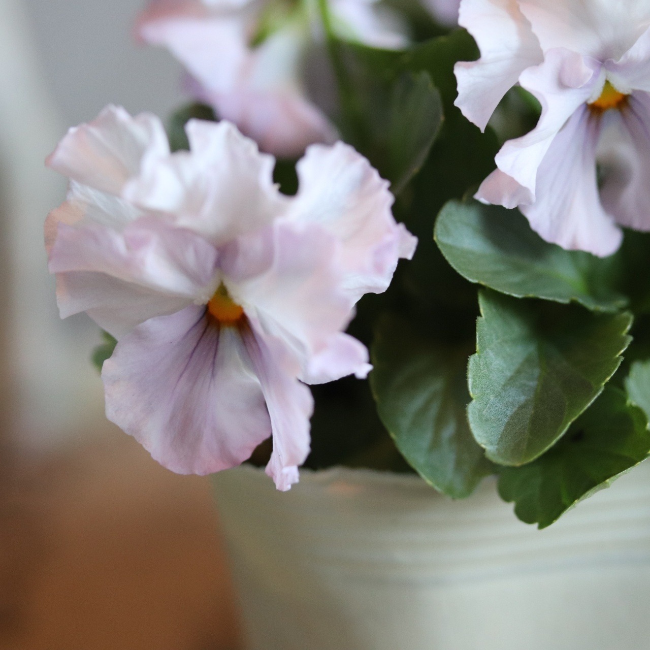 ビオラ　サクラポーレ　冬から春にオススメのお花　よく咲く　シャビーシックにおすすめ