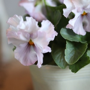 ビオラ　サクラポーレ　冬から春にオススメのお花　よく咲く　シャビーシックにおすすめ