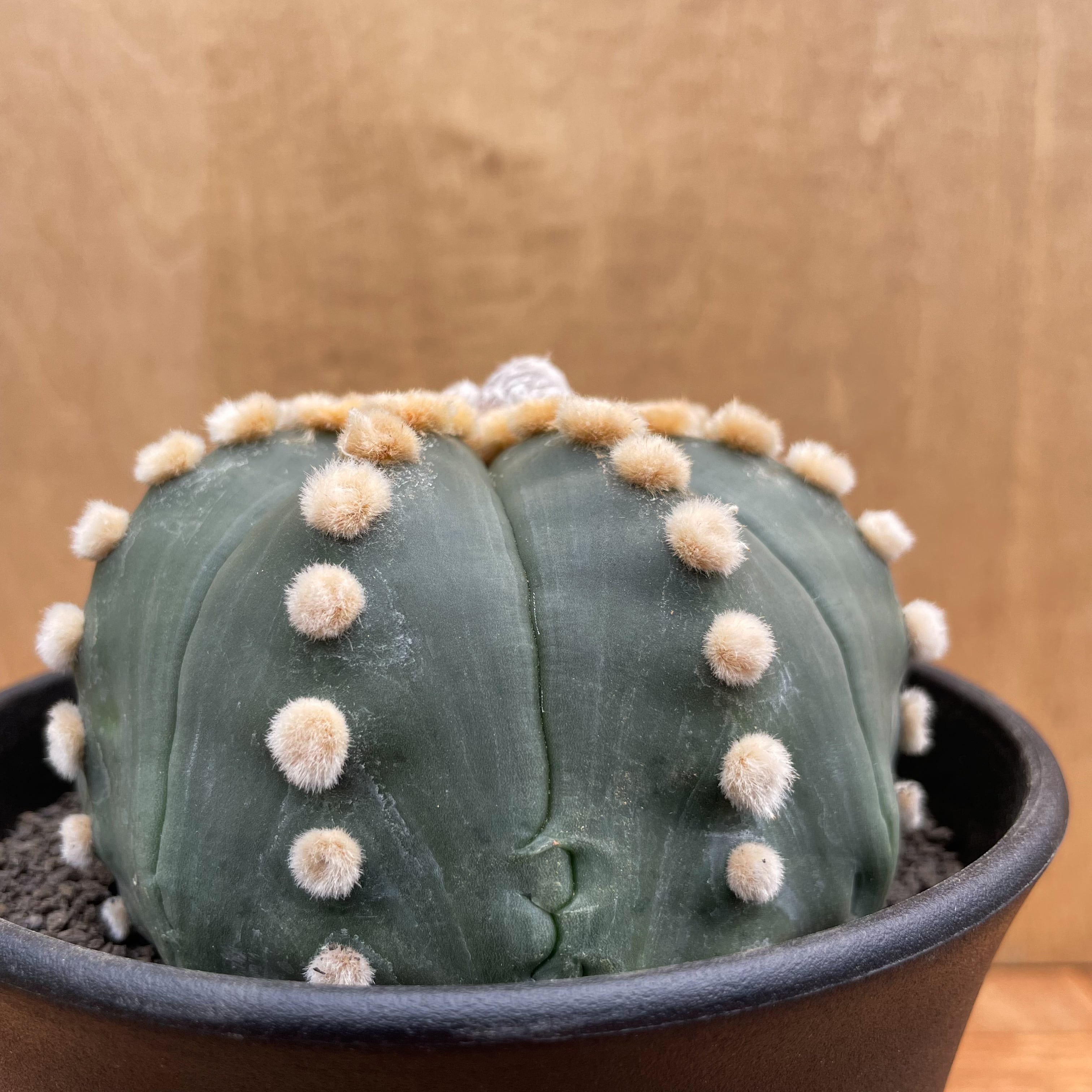 Astrophytum asterias f.nudum【アストロフィツム・大疣瑠璃兜