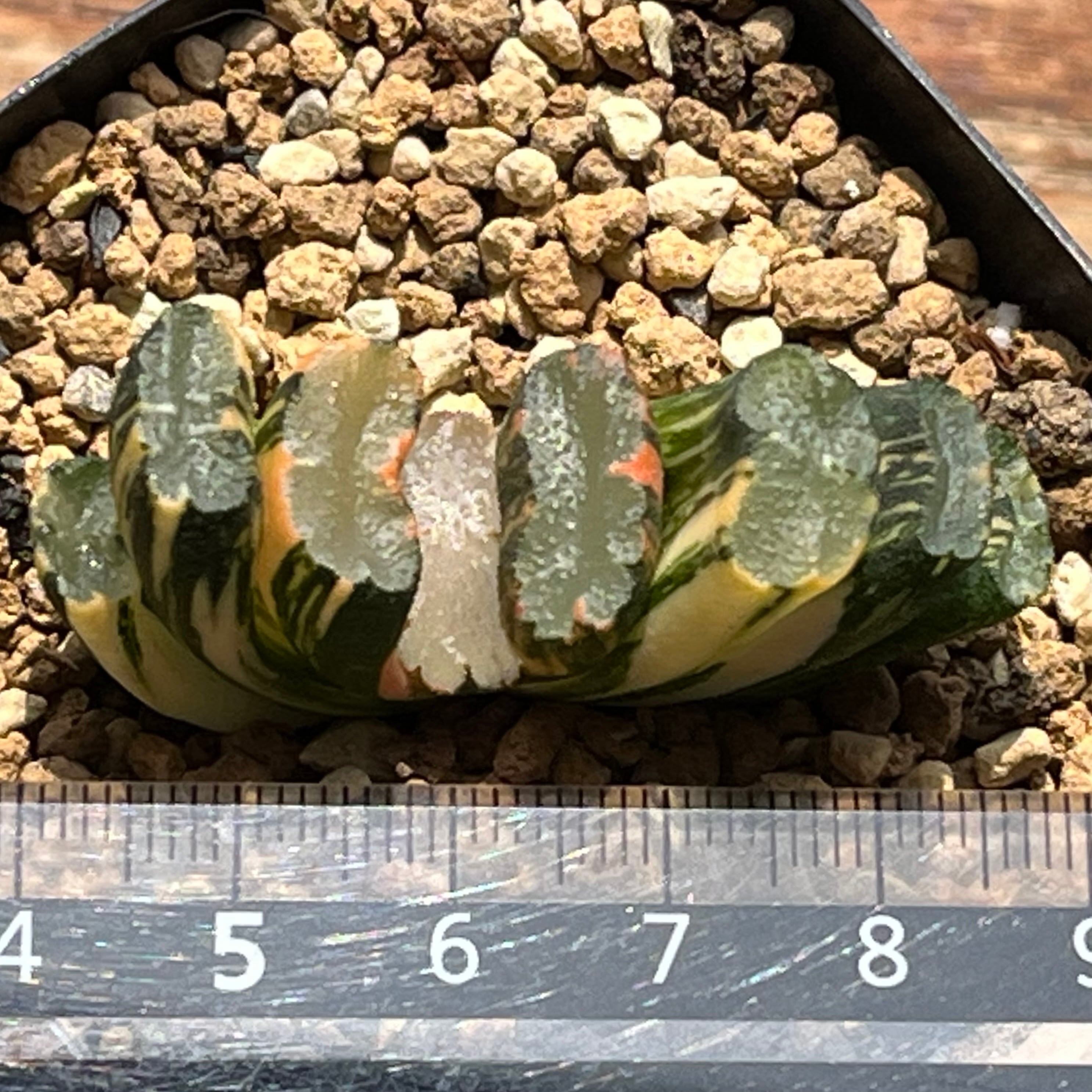 ハオルチア 玉扇錦 北斎 | mocono_plants