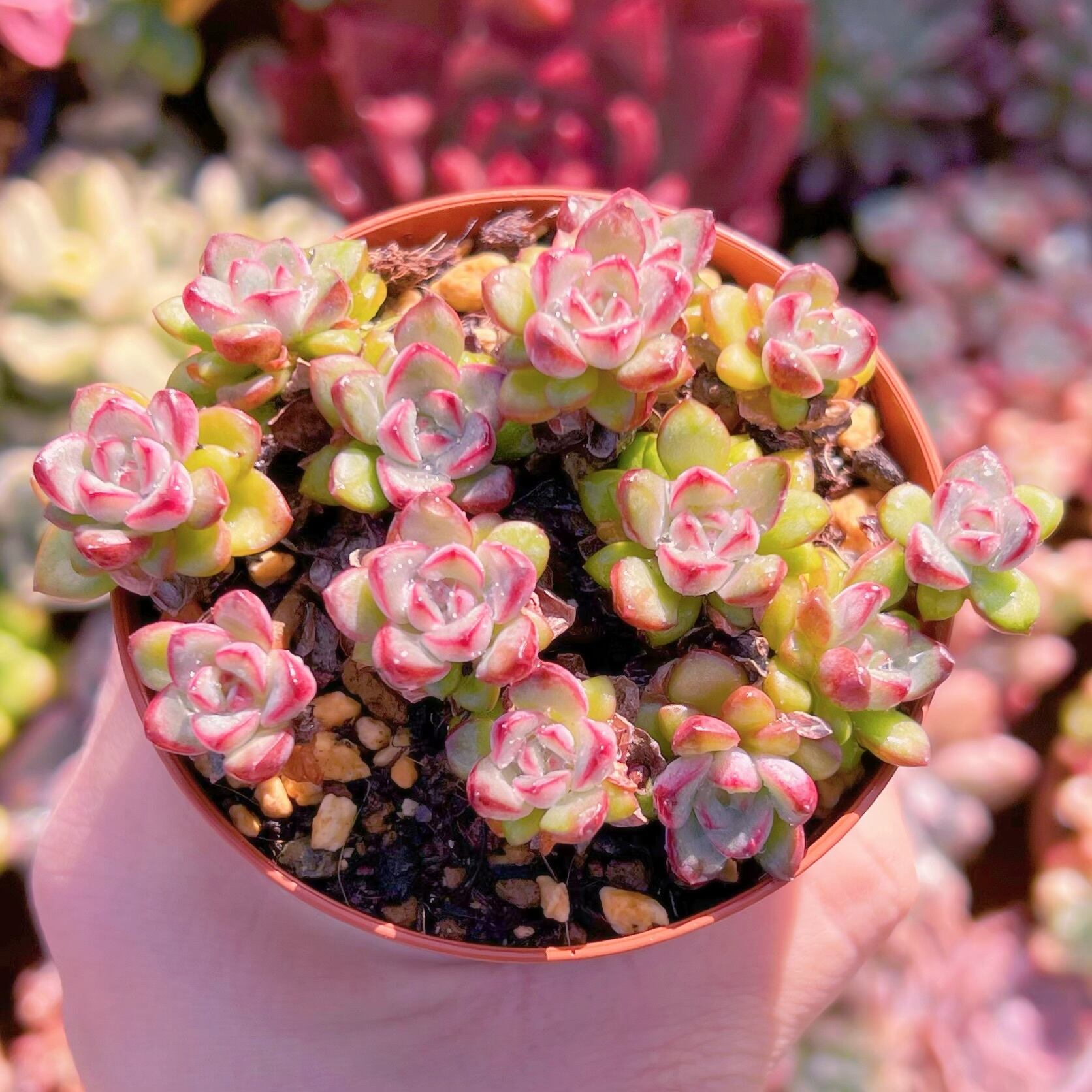 現品　Adam#551    古株   るる農園