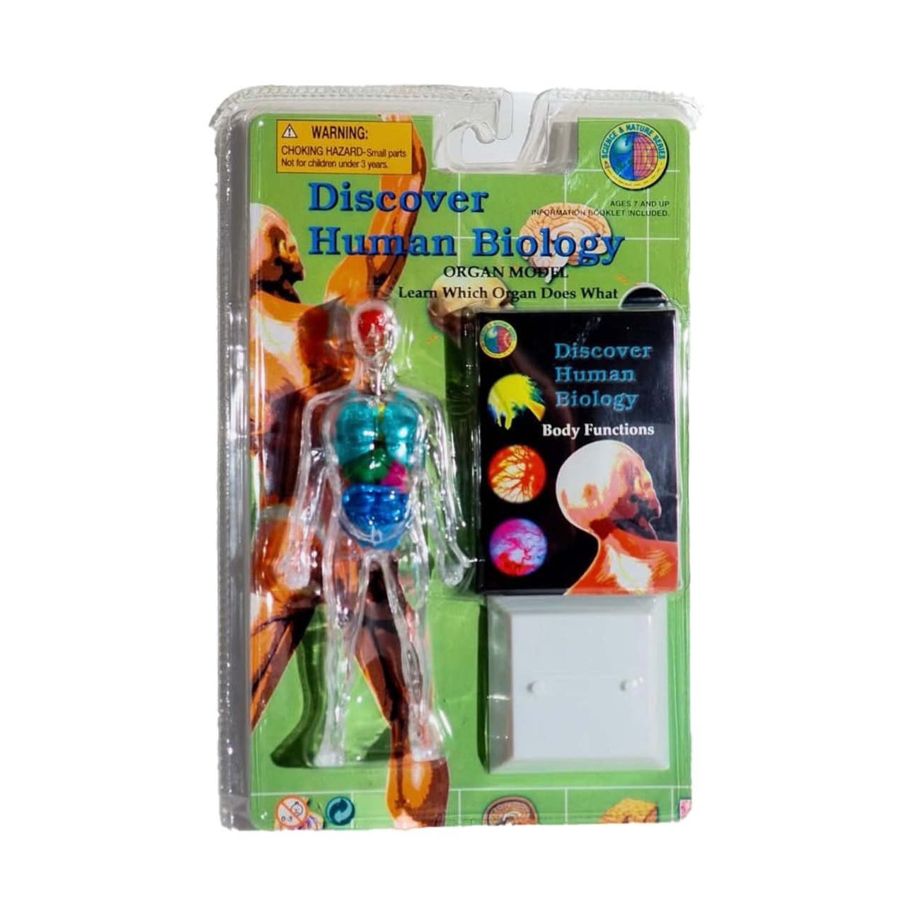 1998 Discover Human Biology Organ Model Human Body Model Toy