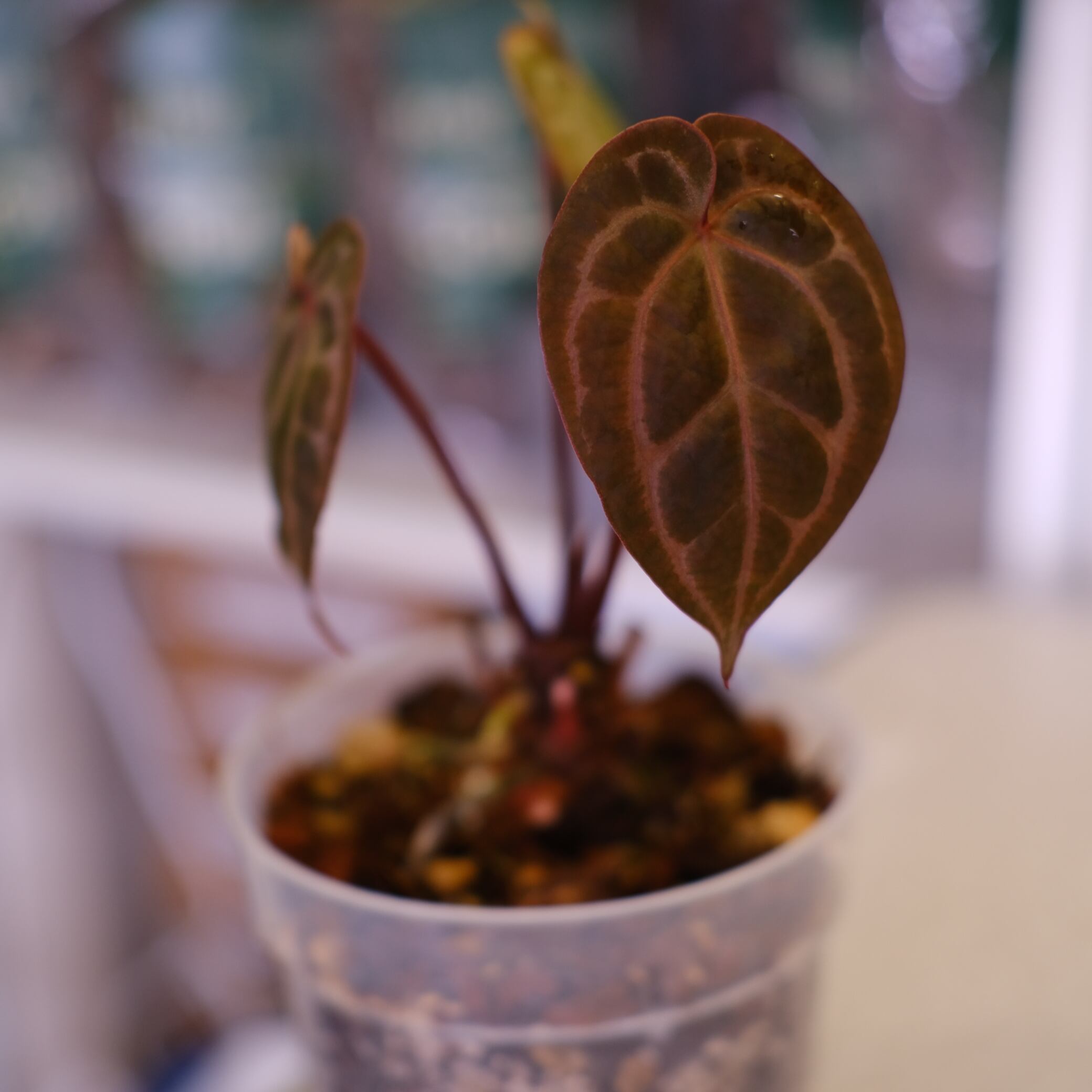 アンスリウム / Anthurium | tokyoplants / 観葉植物専門店