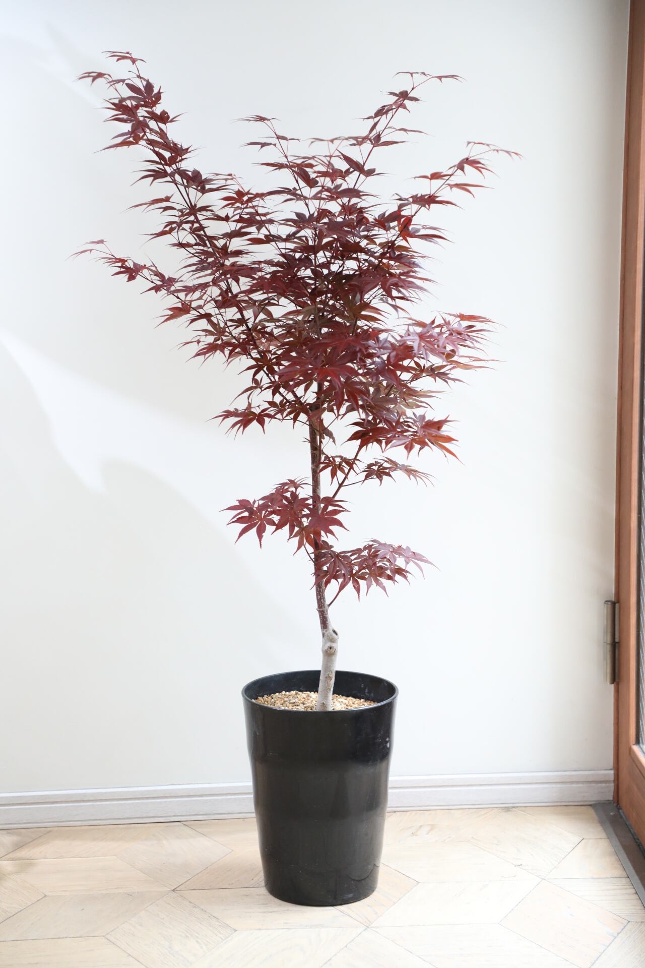 L/125cm】紅葉 ショウジョウノムラ | 【厳選植物・器】MIDORI DOUMEI