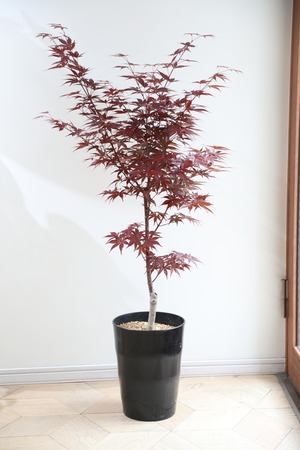 【L/125cm】紅葉 ショウジョウノムラ