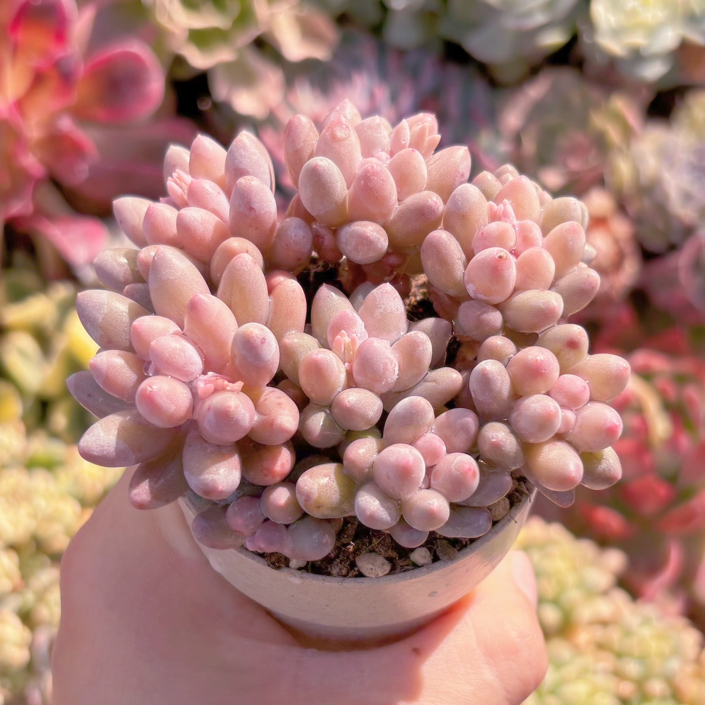 多肉植物　ベビーフィンガー　新入荷　るる農園