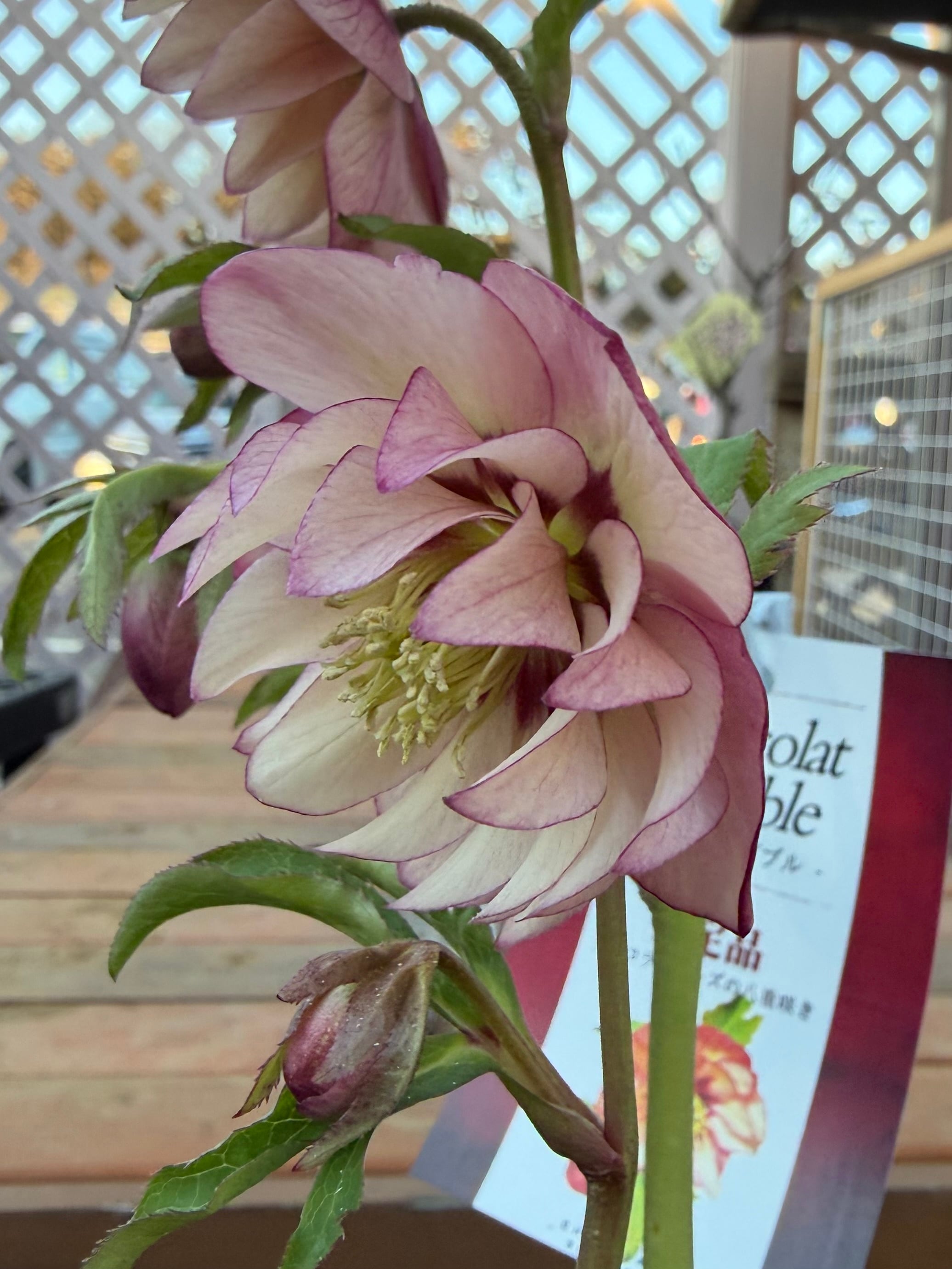 赤蕊バイカラーピンクレッドベイン 髙正園 クリスマスローズ【Ta05