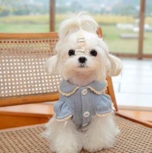 ドッグ 犬 小型犬 室内着 シャツ スリム ストレート フリル 襟付き 袖付き ボタン リボン ふりふり ふわふわ レース かわいい きれいめ シンプル カジュアル おしゃれ レトロ ルーズ モダン かっちり キュート 都会的 ラグジュアリー クラシカル プレッピー シンプル フレンチ シック 無地 春 秋 ロングシーズン 男の子 女の子 成犬 デート お出かけ お泊まり イベント リゾート 旅行 公園 休日 ガーデン 朝 散歩 ウォーキング 室内 おうち お揃い 普段使い 定番