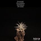 【送料無料】tectorum M〔エアプランツ〕現品発送T4320