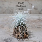 【送料無料】テクトラム L〔エアプランツ〕現品発送T2089