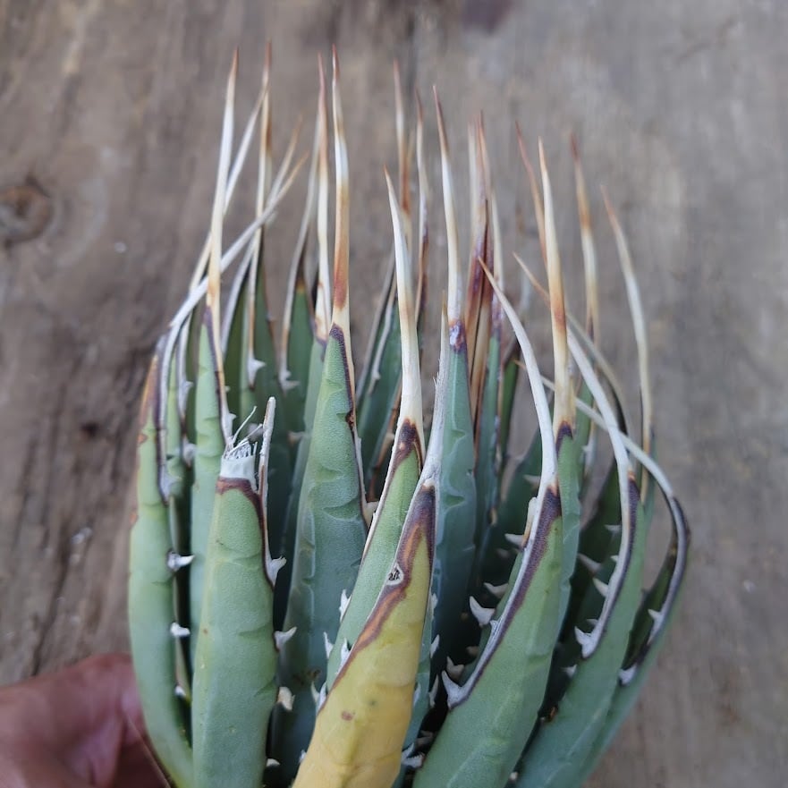 アガベ ユタエンシス ネバデンシス 3 Agave uthaensis var. nevadensis ...