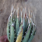 アガベ ユタエンシス ネバデンシス 3 Agave uthaensis var. nevadensis