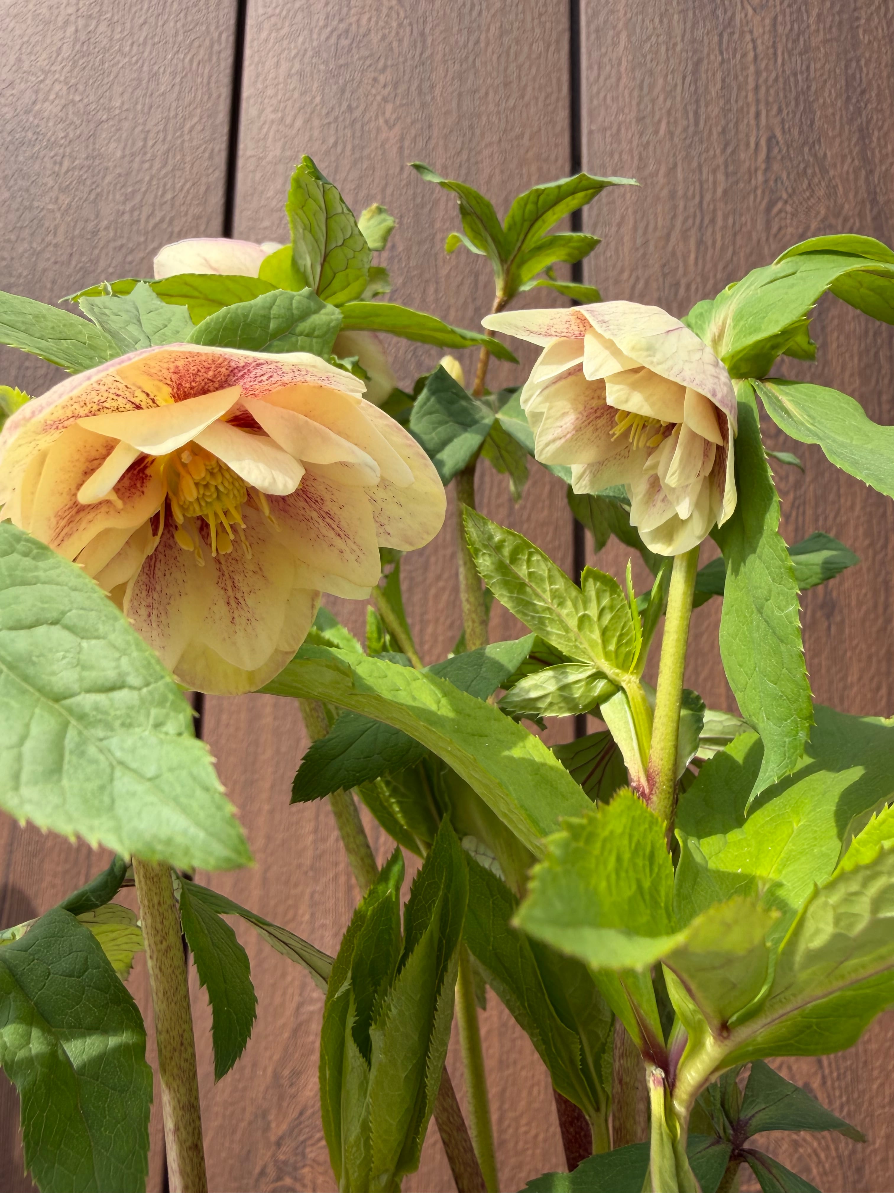 プリマヴェーラゴールド 加藤農園 クリスマスローズ【Ka06】送料無料