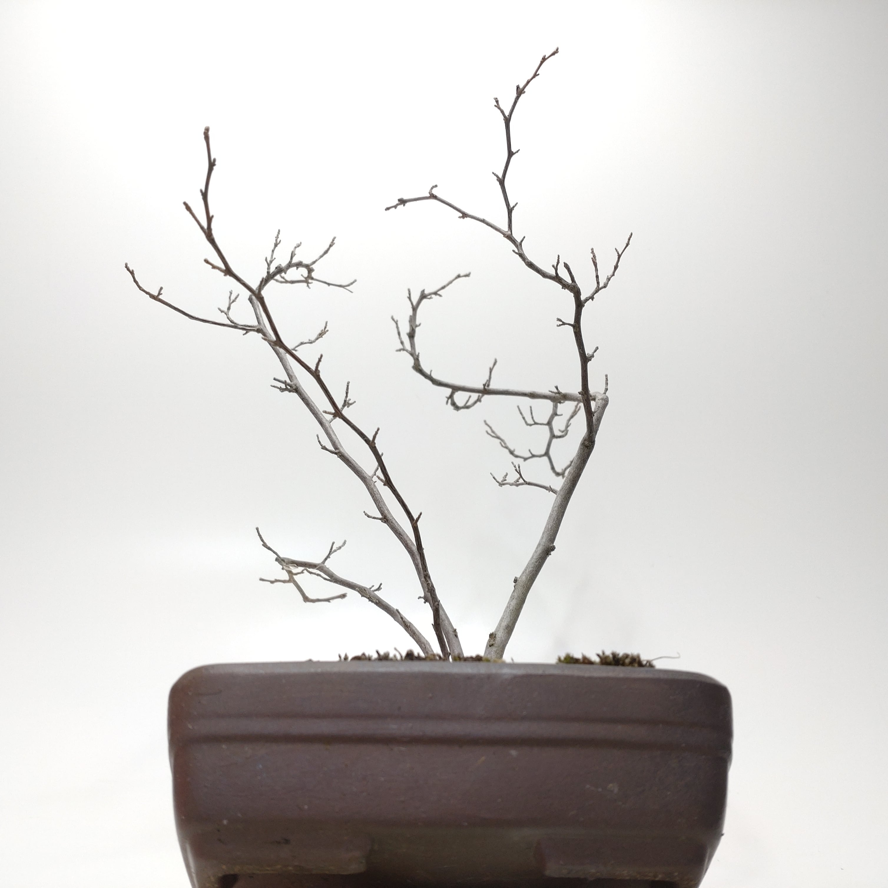 エゴノキ盆栽 SS016 | 盆栽創【Bonsaisou】