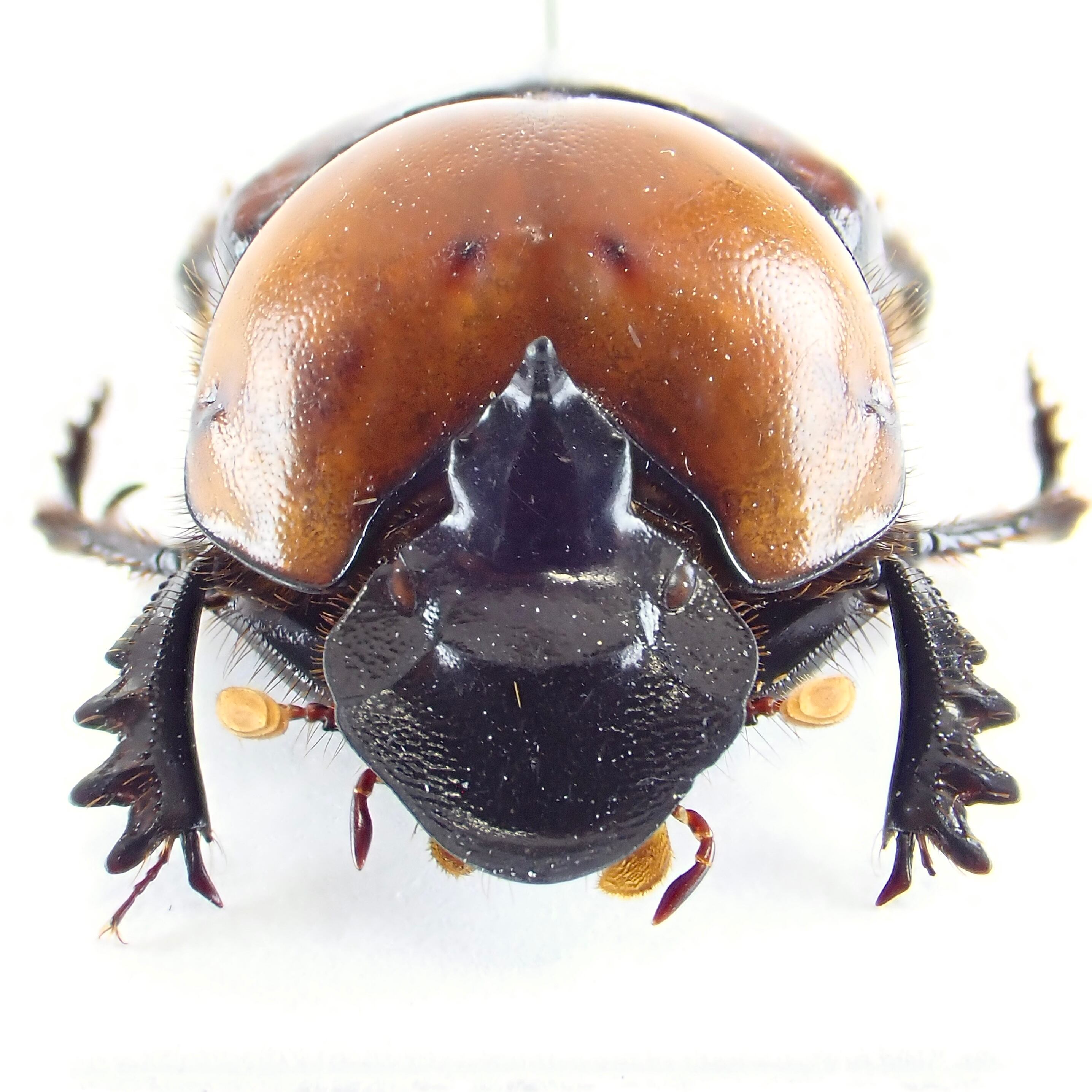 ベトナム産 Onthophagus rubricollis ♂ 17mm | 昆虫標本 Diggers