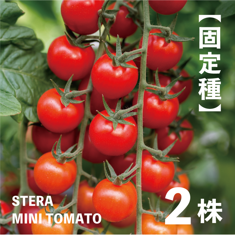 固定種　ステラミニトマトの苗✖︎100本 ステラミニトマトの苗・2株【ミニトマト／野菜の苗／無農薬／農薬不