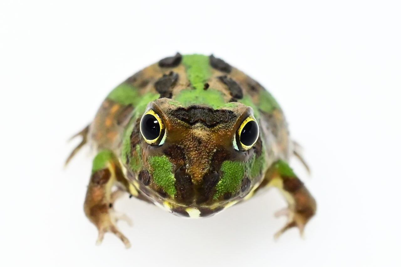 チャコガエル ヤングサイズ（500円玉以上） 1匹 | カエル通販：おたま商会