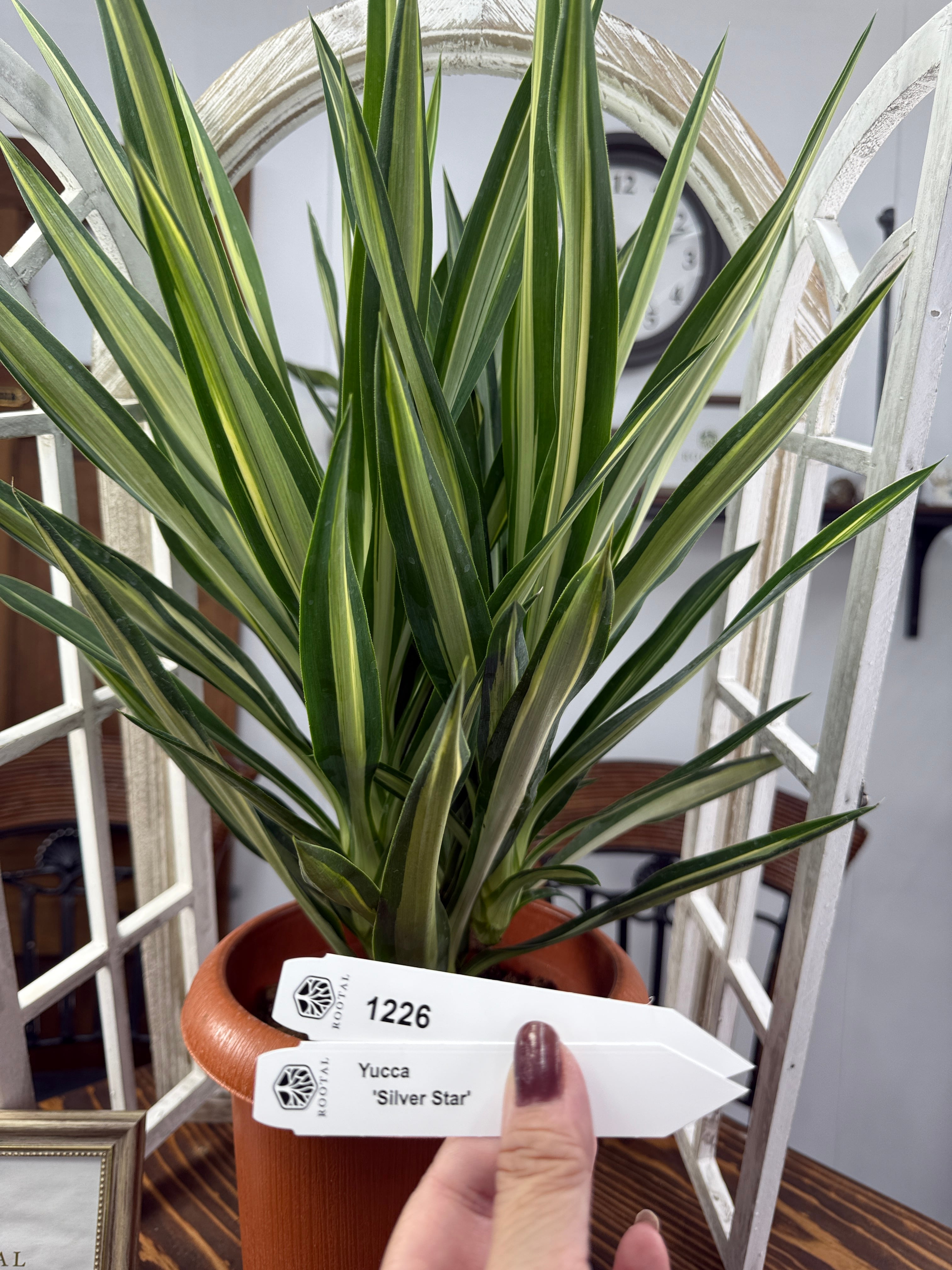 ★1226【直線美の極み、ユッカの星】ユッカ シルバースター(7号)