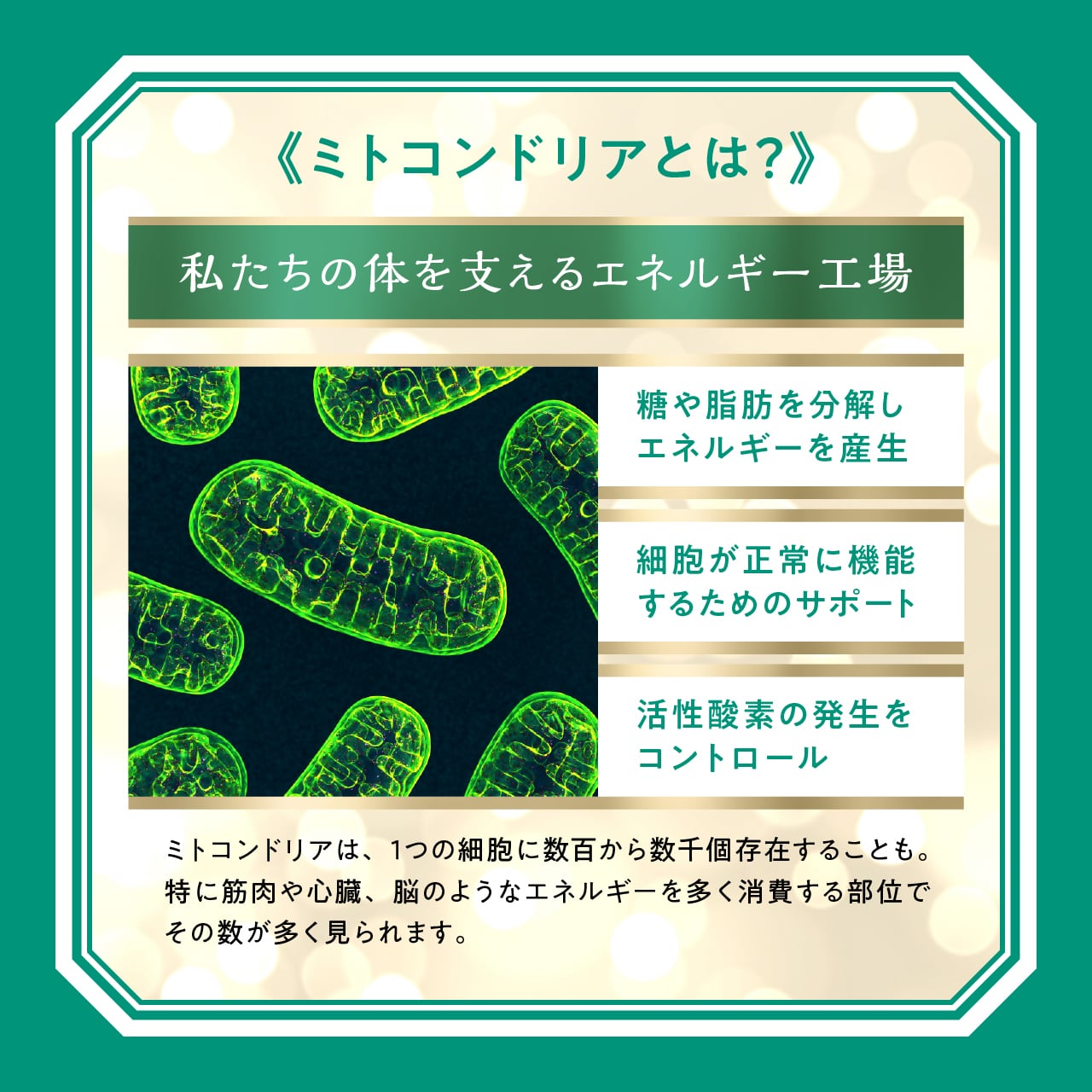 美透健水 500ml×14本×1回（¥9,800／回） | Mito-yell／ミトエール