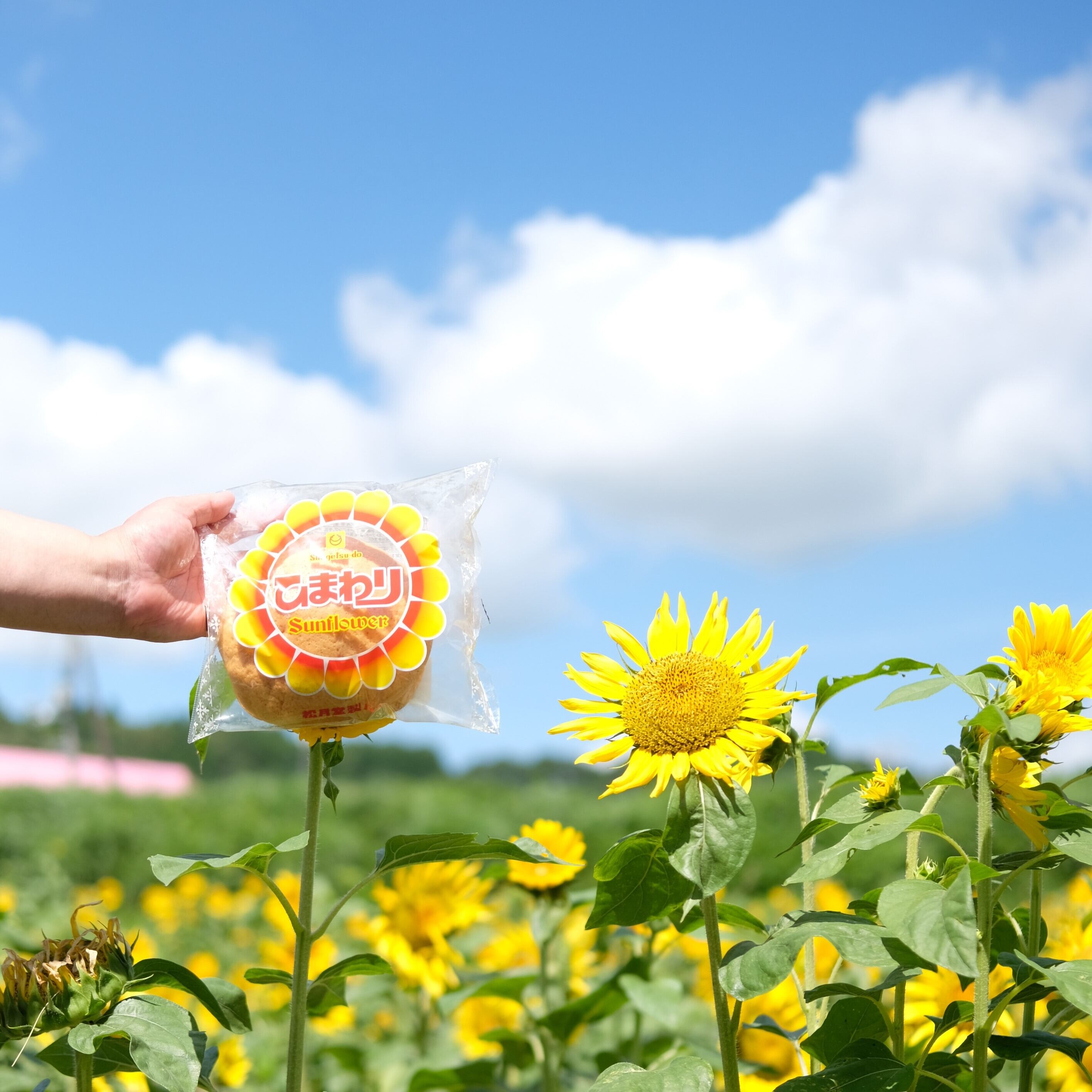 ひまわり様♡のページ ありがとうございます。(*^-^*)