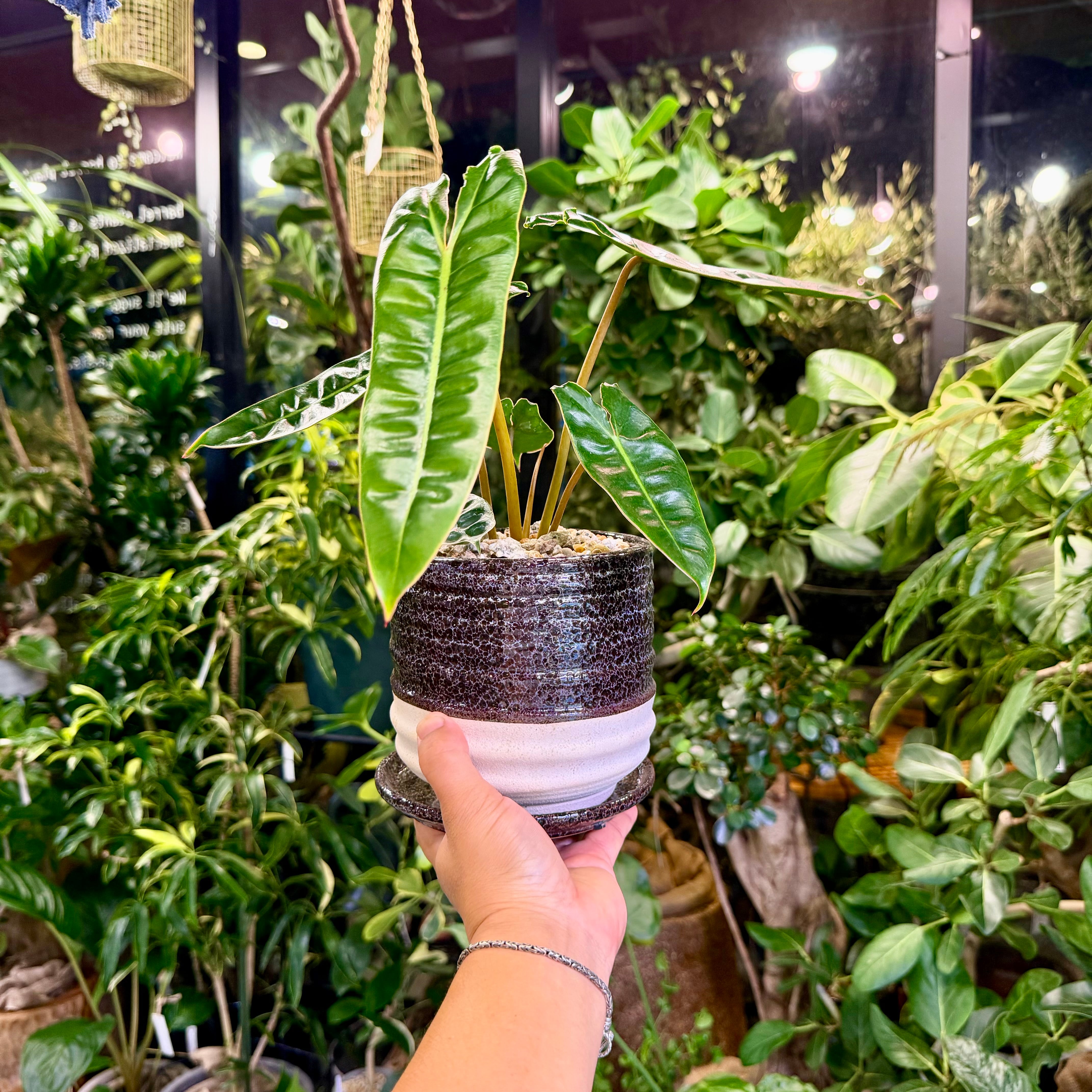 フィロデンドロン・ビレッティア | barrelplants_BONSAI