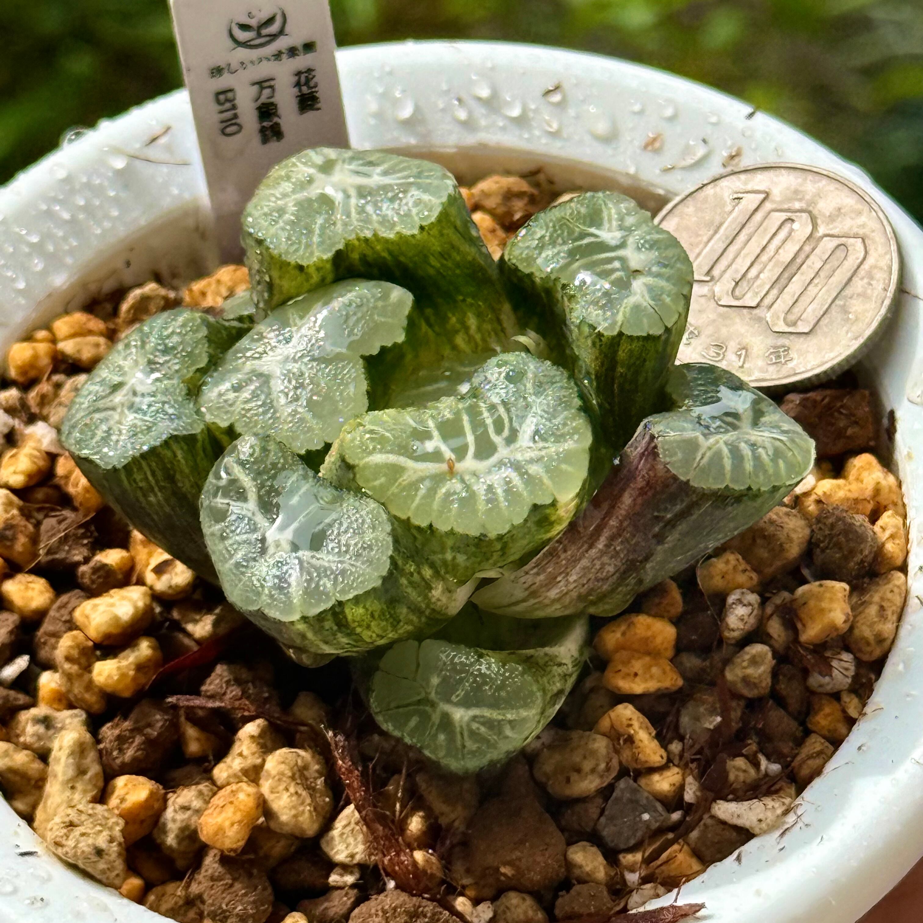 花菱万象錦 B110 | 珍しいハオ楽園