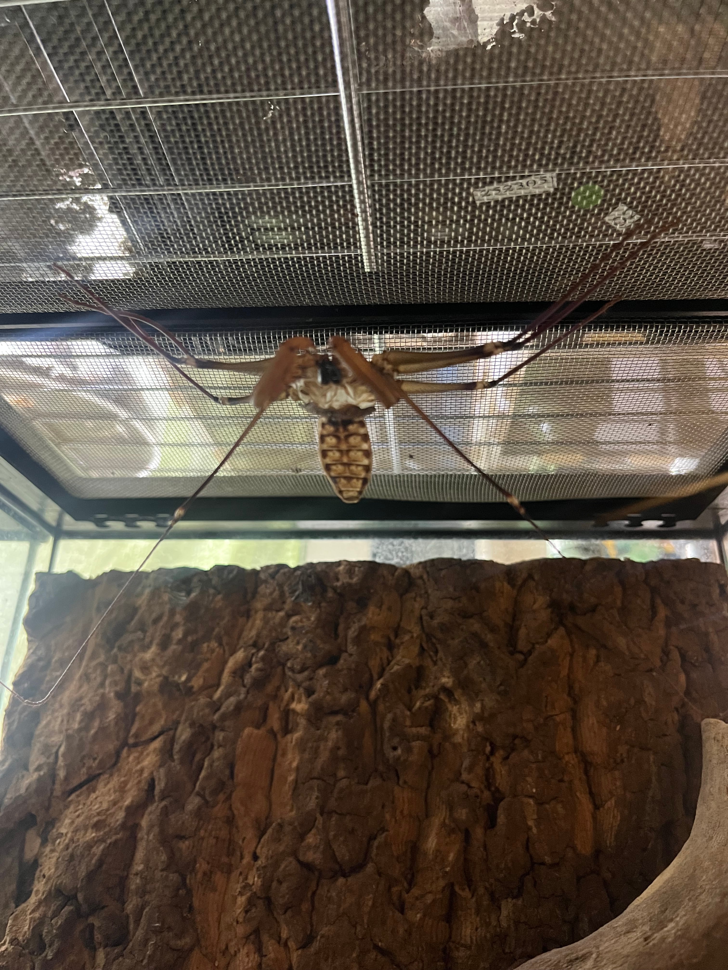腕虫最大種】ダイオウウデムシ 体長4cm位タランチュラムカデ