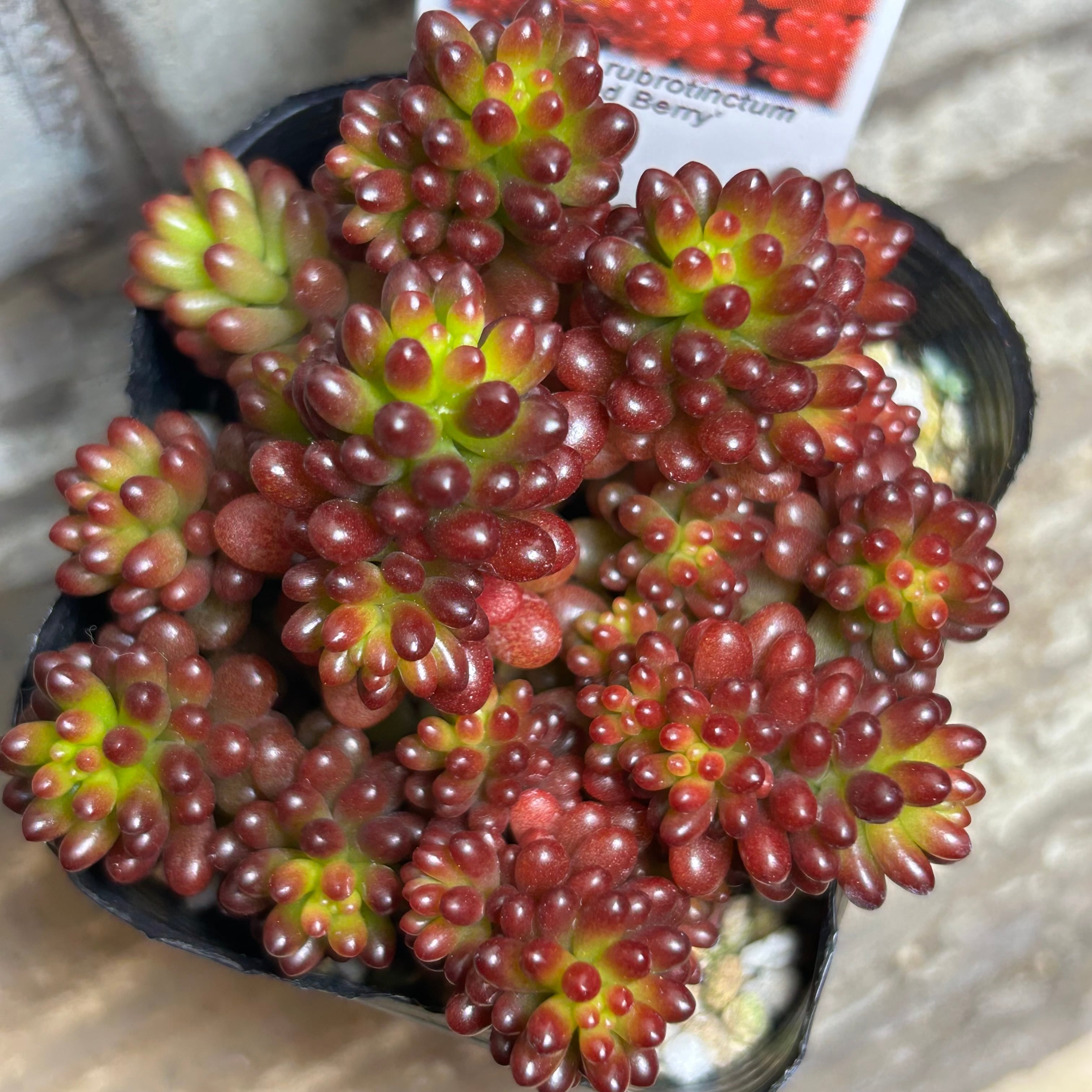 H)アガベ バーント バーガンディ錦 | RuPo 多肉植物専門店