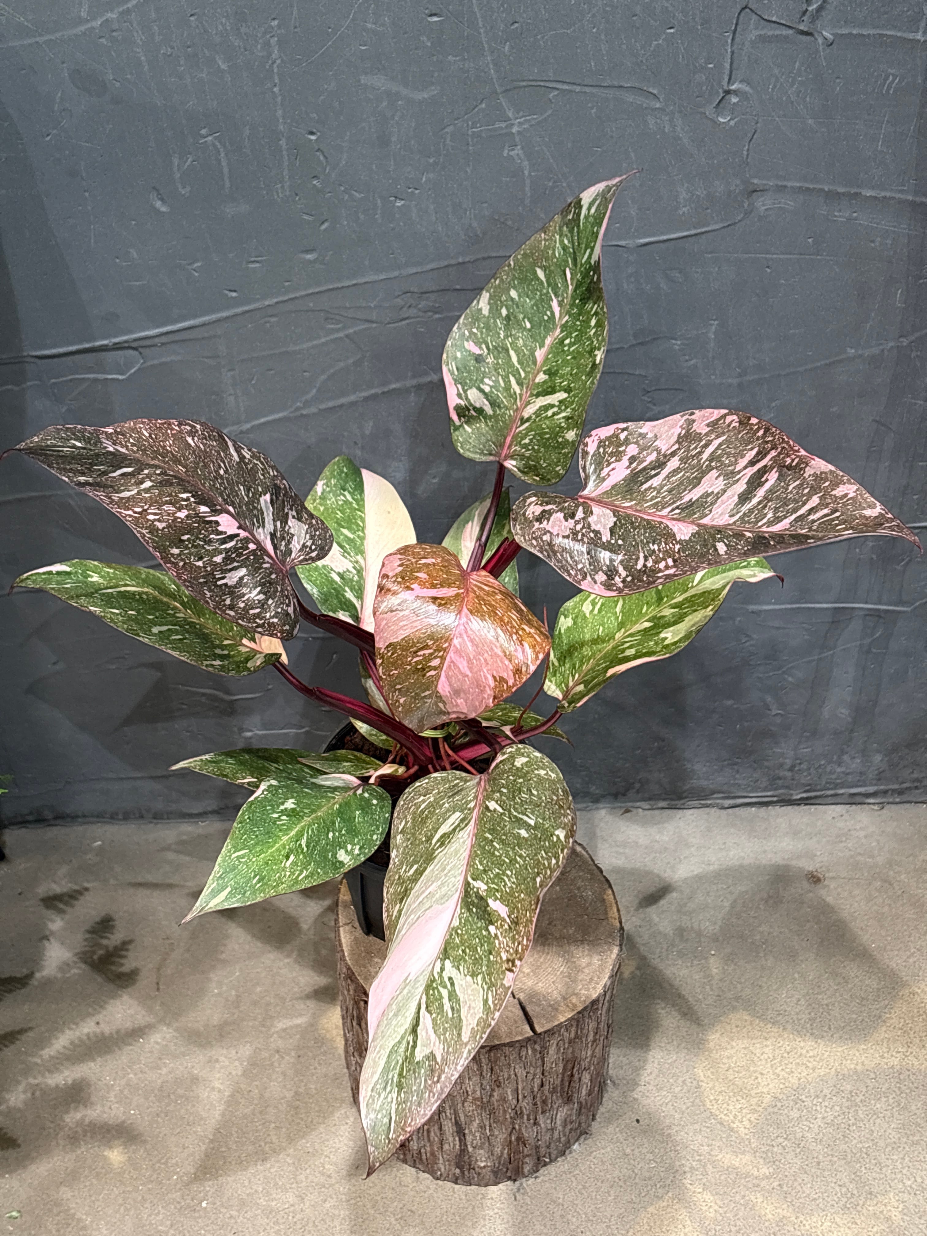 ホヤ カルノーサ スージーQ | MIDORIYA 観葉植物専門店